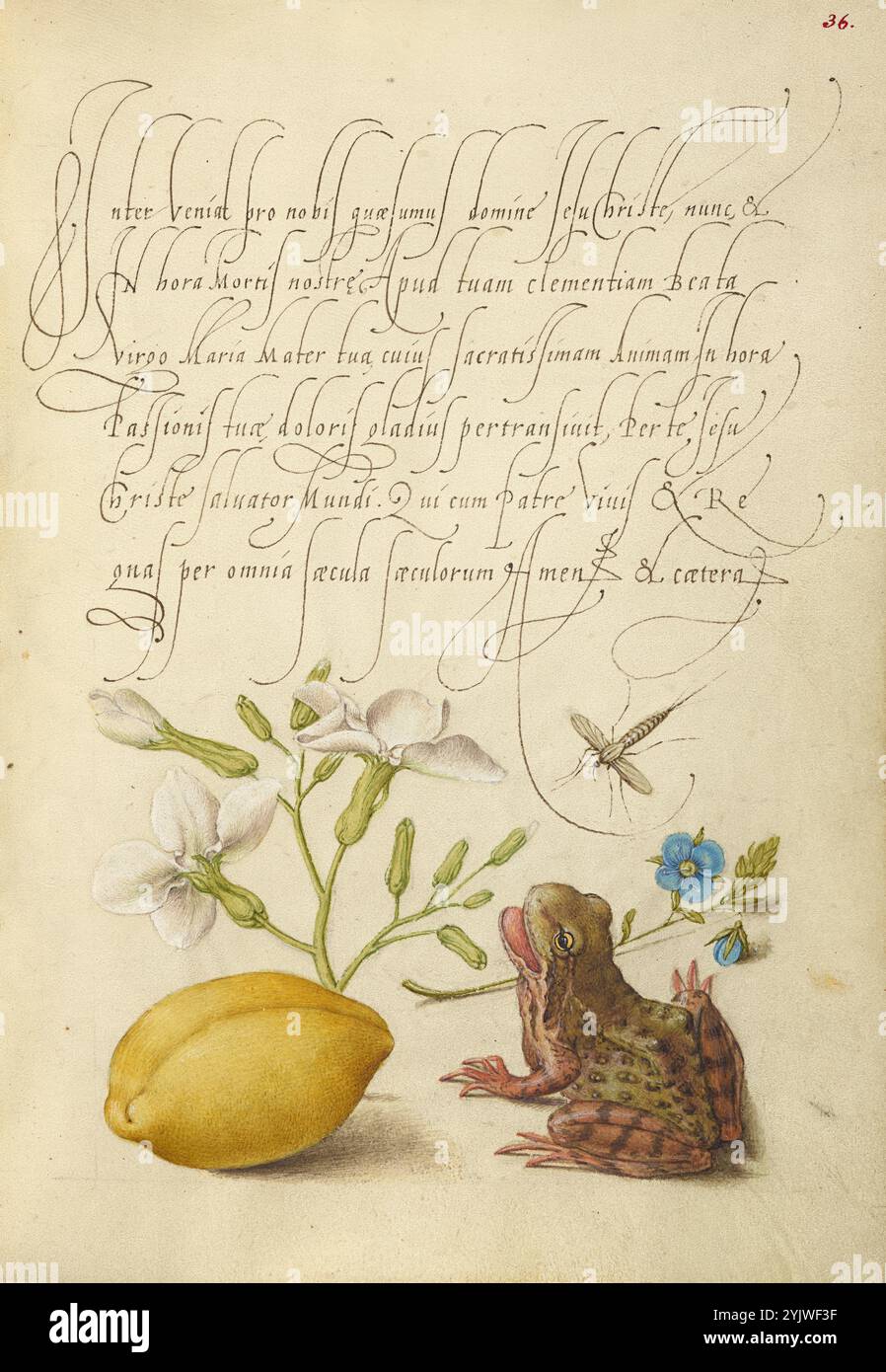 Gillyflower, Insect, Germander, Almond e Frog; mira calligraphiae monumenta, 1561-1562; illuminazione aggiunta 1591-1596. Informazioni aggiuntive: Negli anni '1500, quando la stampa divenne il metodo più comune per produrre libri, gli intellettuali apprezzarono sempre più l'inventiva degli scribi e le qualità estetiche della scrittura. Dal 1561 al 1562, Georg Bocskay, segretario di corte dell'imperatore del Sacro Romano Impero Ferdinando i, creò questo Model Book of Calligraphy per dimostrare la sua padronanza tecnica dell'immensa gamma di stili di scrittura a lui noti. L'imperatore Rodolfo II in seguito commissionò a Joris Hoefnagel di illuminare Foto Stock