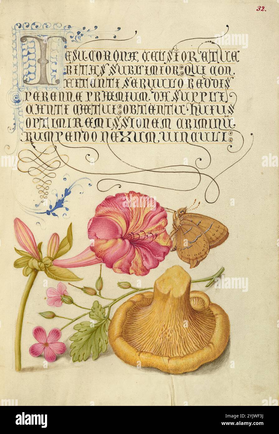 Quattro, Brown Hairstreak, Herb Robert e Chanterelle; mira calligraphiae monumenta, 1561-1562; illuminazione aggiunta 1591-1596. Informazioni aggiuntive: Negli anni '1500, quando la stampa divenne il metodo più comune per produrre libri, gli intellettuali apprezzarono sempre più l'inventiva degli scribi e le qualità estetiche della scrittura. Dal 1561 al 1562, Georg Bocskay, segretario di corte dell'imperatore del Sacro Romano Impero Ferdinando i, creò questo Model Book of Calligraphy per dimostrare la sua padronanza tecnica dell'immensa gamma di stili di scrittura a lui noti. L'imperatore Rodolfo II in seguito commissionò Joris Hoefnagel Foto Stock