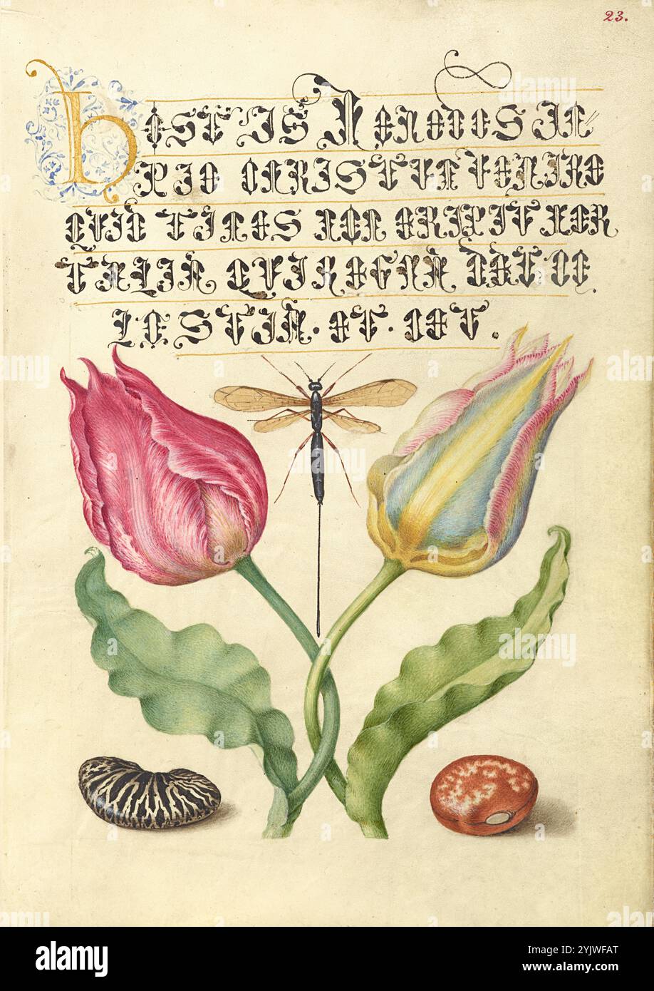 Gesner'sTulip, Ichneumon Fly, Kidney Bean e Scarlet Runner Bean; mira calligraphiae monumenta, 1561-1562; illuminazione aggiunta 1591-1596. Informazioni aggiuntive: Negli anni '1500, quando la stampa divenne il metodo più comune per produrre libri, gli intellettuali apprezzarono sempre più l'inventiva degli scribi e le qualità estetiche della scrittura. Dal 1561 al 1562, Georg Bocskay, segretario di corte dell'imperatore del Sacro Romano Impero Ferdinando i, creò questo Model Book of Calligraphy per dimostrare la sua padronanza tecnica dell'immensa gamma di stili di scrittura a lui noti. L'imperatore Rodolfo II in seguito commissionò Joris Hoe Foto Stock