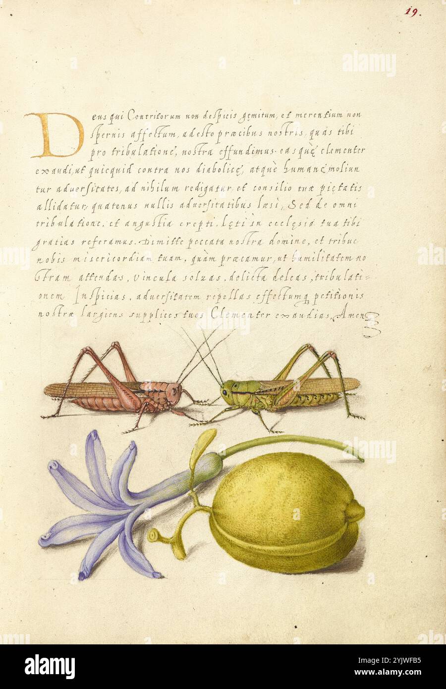 Verruca-Biter, Grasshopper, Giacinto e Mandorla; mira calligraphiae monumenta, 1561-1562; illuminazione aggiunta 1591-1596. Informazioni aggiuntive: Negli anni '1500, quando la stampa divenne il metodo più comune per produrre libri, gli intellettuali apprezzarono sempre più l'inventiva degli scribi e le qualità estetiche della scrittura. Dal 1561 al 1562, Georg Bocskay, segretario di corte dell'imperatore del Sacro Romano Impero Ferdinando i, creò questo Model Book of Calligraphy per dimostrare la sua padronanza tecnica dell'immensa gamma di stili di scrittura a lui noti. L'imperatore Rodolfo II in seguito incaricò Joris Hoefnagel di illuminare Foto Stock