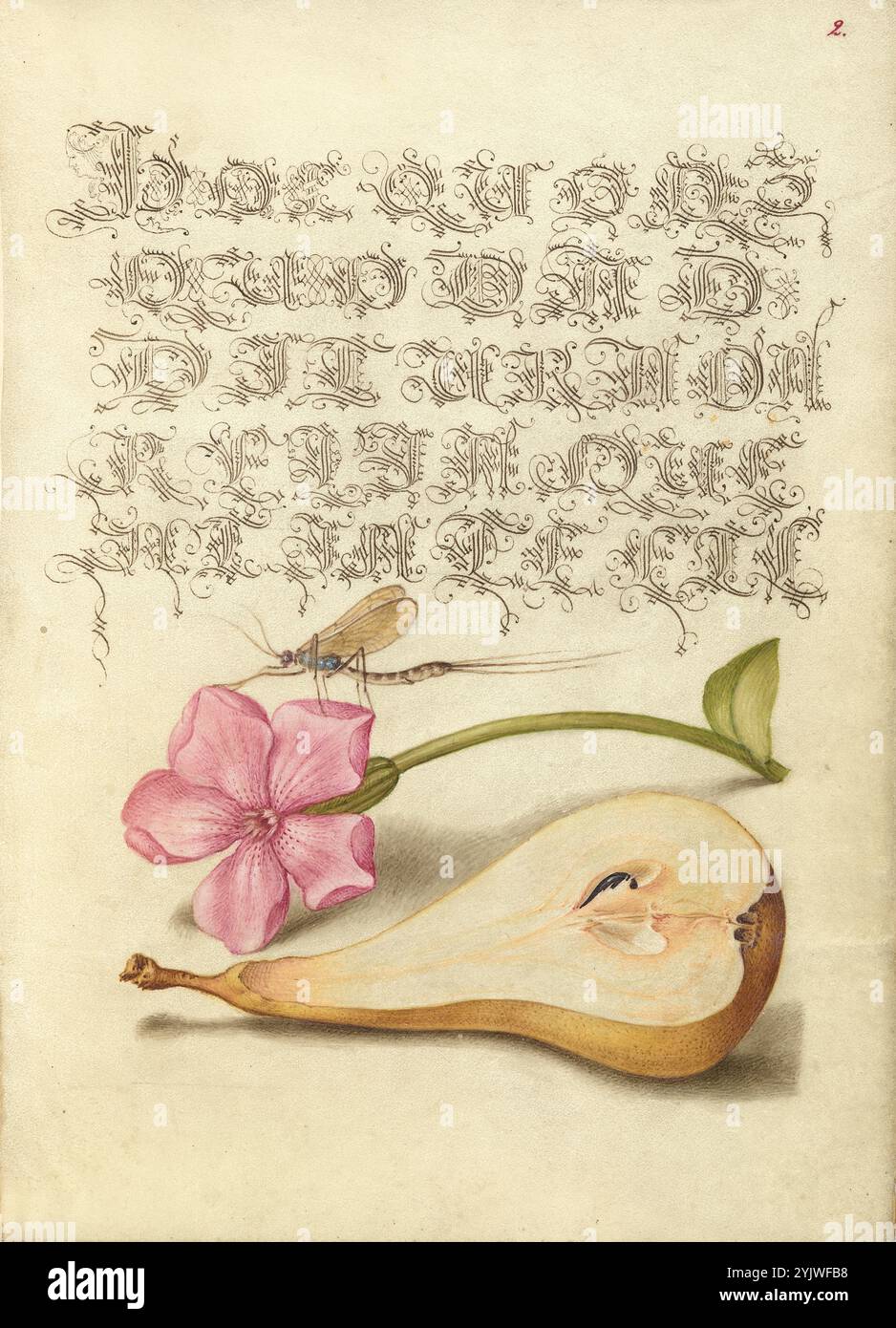 Mayfly, Red Campion e Pere; mira calligraphiae monumenta, 1561-1562; illuminazione aggiunta 1591-1596. Informazioni aggiuntive: Negli anni '1500, quando la stampa divenne il metodo più comune per produrre libri, gli intellettuali apprezzarono sempre più l'inventiva degli scribi e le qualità estetiche della scrittura. Dal 1561 al 1562, Georg Bocskay, segretario di corte dell'imperatore del Sacro Romano Impero Ferdinando i, creò questo Model Book of Calligraphy per dimostrare la sua padronanza tecnica dell'immensa gamma di stili di scrittura a lui noti. L'imperatore Rodolfo II commissionò a Joris Hoefnagel di illuminare il modello di Bocskay Foto Stock