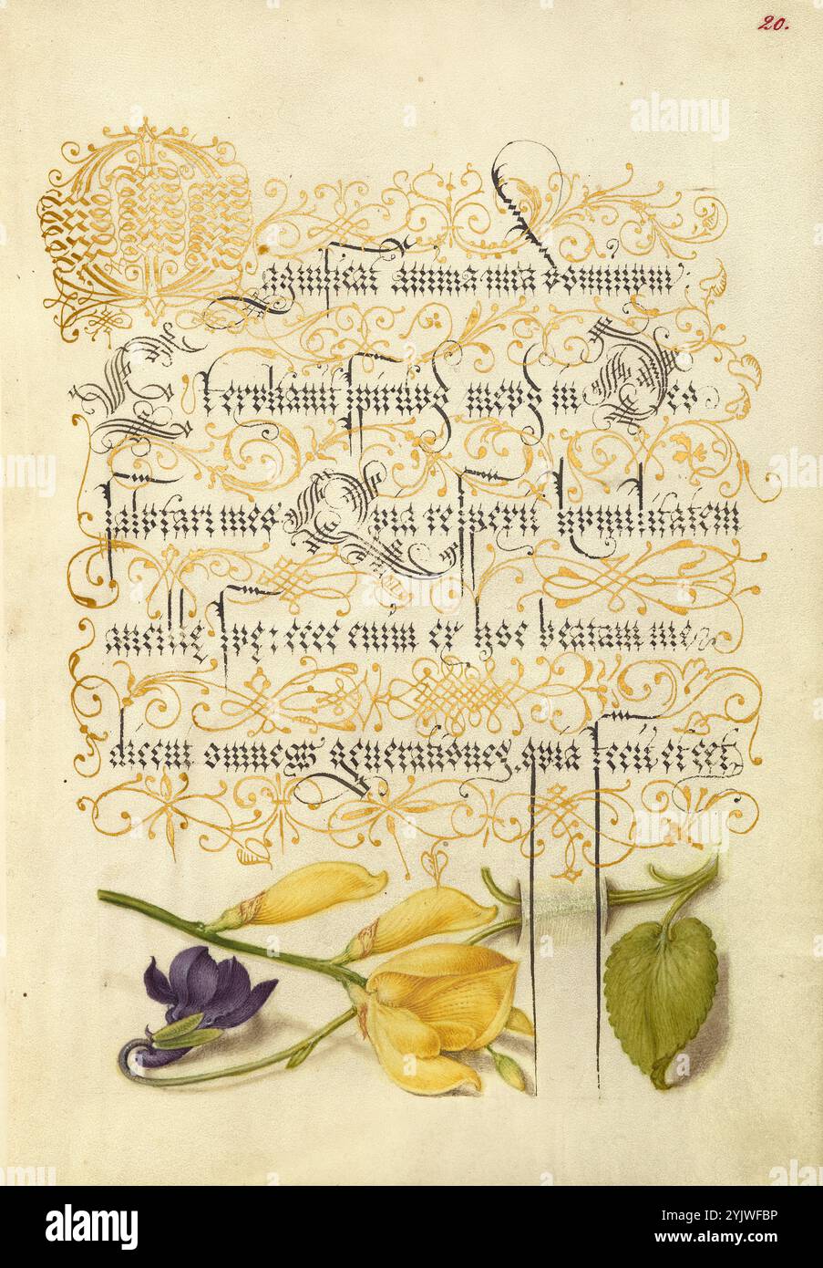 Dolce Violetta e scopa spagnola; mira calligraphiae monumenta, 1561-1562; illuminazione aggiunta 1591-1596. Informazioni aggiuntive: Negli anni '1500, quando la stampa divenne il metodo più comune per produrre libri, gli intellettuali apprezzarono sempre più l'inventiva degli scribi e le qualità estetiche della scrittura. Dal 1561 al 1562, Georg Bocskay, segretario di corte dell'imperatore del Sacro Romano Impero Ferdinando i, creò questo Model Book of Calligraphy per dimostrare la sua padronanza tecnica dell'immensa gamma di stili di scrittura a lui noti. L'imperatore Rodolfo II commissionò a Joris Hoefnagel di illuminare il modello di Bocskay Foto Stock