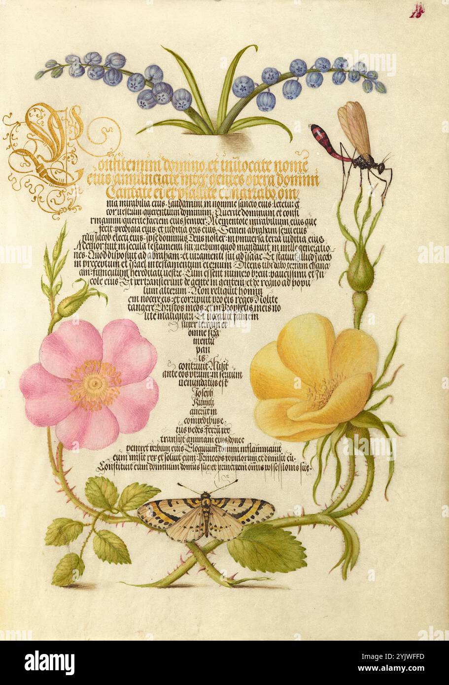 Hyacinth, Wasplike Insect, Eglantine, Austrian Brier e Magpie Moth; mira calligraphiae monumenta, 1561-1562; illuminazione aggiunta 1591-1596. Informazioni aggiuntive: Negli anni '1500, quando la stampa divenne il metodo più comune per produrre libri, gli intellettuali apprezzarono sempre più l'inventiva degli scribi e le qualità estetiche della scrittura. Dal 1561 al 1562, Georg Bocskay, segretario di corte dell'imperatore del Sacro Romano Impero Ferdinando i, creò questo Model Book of Calligraphy per dimostrare la sua padronanza tecnica dell'immensa gamma di stili di scrittura a lui noti. L'imperatore Rodolfo II in seguito commissionò l'incarico Foto Stock