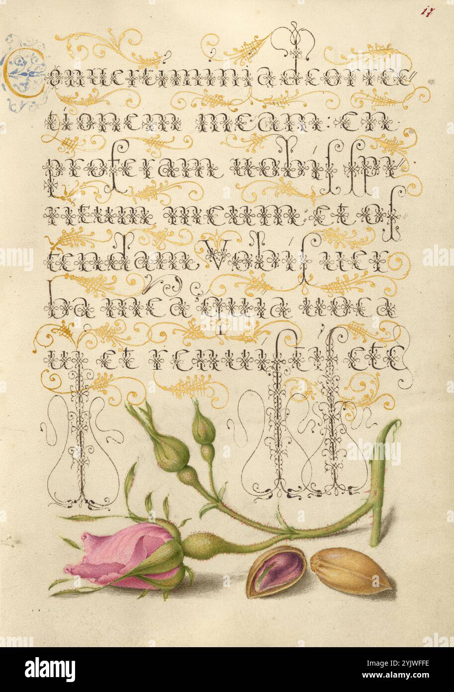 Rosa francese e pistacchio; mira calligraphiae monumenta, 1561-1562; illuminazione aggiunta 1591-1596. Informazioni aggiuntive: Negli anni '1500, quando la stampa divenne il metodo più comune per produrre libri, gli intellettuali apprezzarono sempre più l'inventiva degli scribi e le qualità estetiche della scrittura. Dal 1561 al 1562, Georg Bocskay, segretario di corte dell'imperatore del Sacro Romano Impero Ferdinando i, creò questo Model Book of Calligraphy per dimostrare la sua padronanza tecnica dell'immensa gamma di stili di scrittura a lui noti. L'imperatore Rodolfo II in seguito commissionò a Joris Hoefnagel di illuminare il libro modello di Bocskay Foto Stock