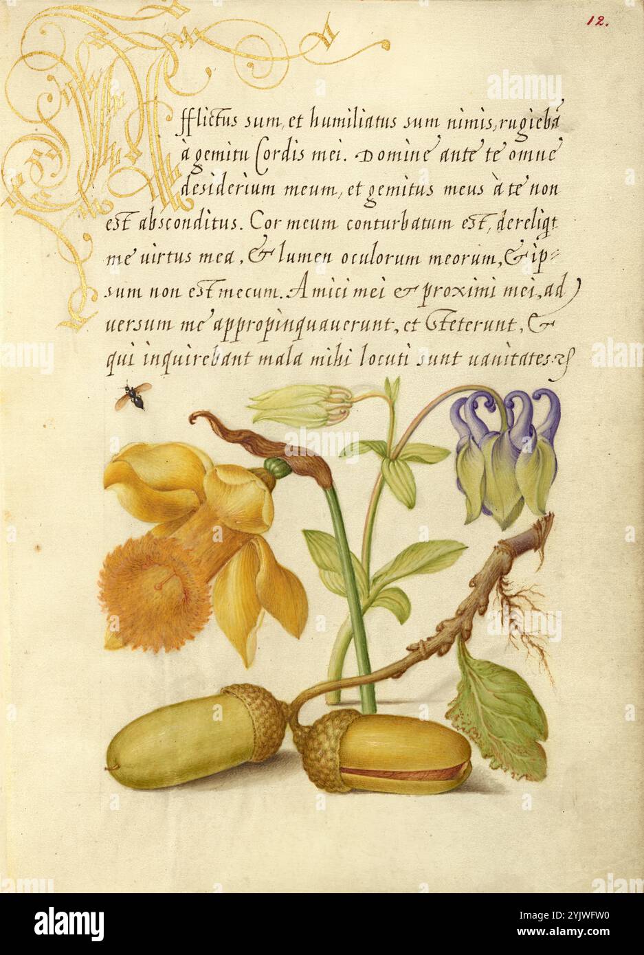 Insetto, Daffodil, colonna europea e corone di quercia inglese; mira calligraphiae monumenta, 1561-1562; illuminazione aggiunta 1591-1596. Informazioni aggiuntive: Negli anni '1500, quando la stampa divenne il metodo più comune per produrre libri, gli intellettuali apprezzarono sempre più l'inventiva degli scribi e le qualità estetiche della scrittura. Dal 1561 al 1562, Georg Bocskay, segretario di corte dell'imperatore del Sacro Romano Impero Ferdinando i, creò questo Model Book of Calligraphy per dimostrare la sua padronanza tecnica dell'immensa gamma di stili di scrittura a lui noti. L'imperatore Rodolfo II in seguito commissionò Joris Hoefnagel Foto Stock