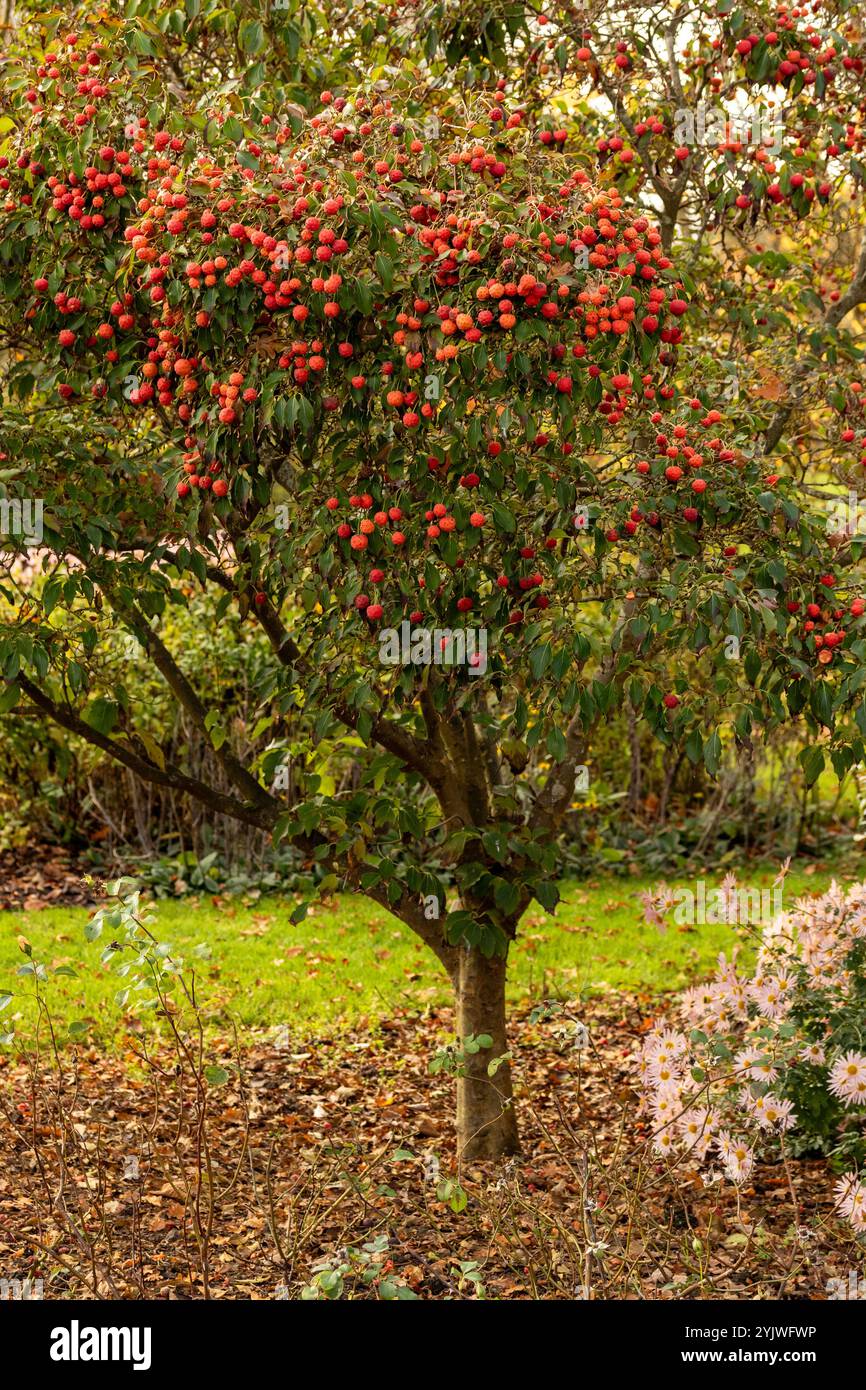 Il brillante Cornus Kousa "John Slocock" nei suoi colori autunnali con "frutta". Legittimo, attraente, affidabile, originale, moody, nouveau, sano, pieno di anima Foto Stock