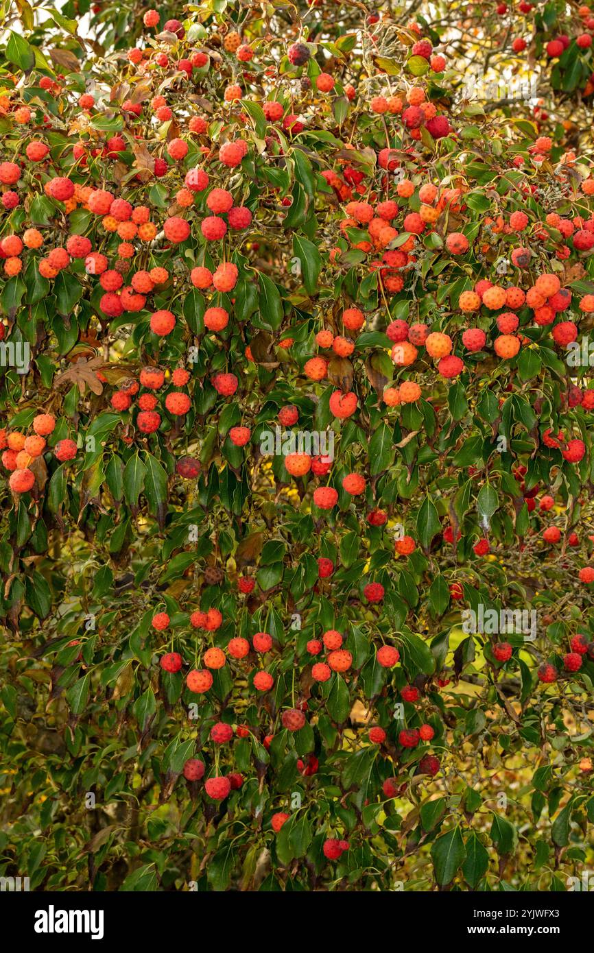 Il brillante Cornus Kousa "John Slocock" nei suoi colori autunnali con "frutta". Legittimo, attraente, affidabile, originale, moody, nouveau, sano, pieno di anima Foto Stock