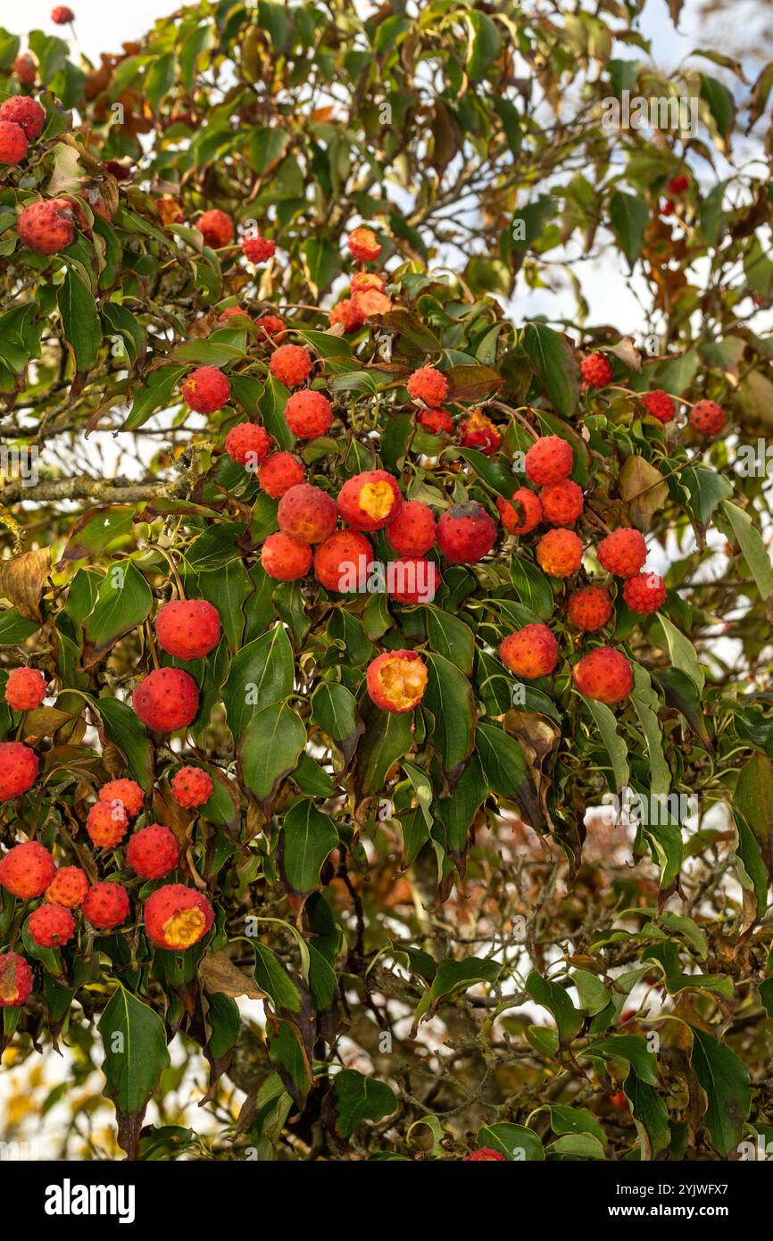 Il brillante Cornus Kousa "John Slocock" nei suoi colori autunnali con "frutta". Legittimo, attraente, affidabile, originale, moody, nouveau, sano, pieno di anima Foto Stock