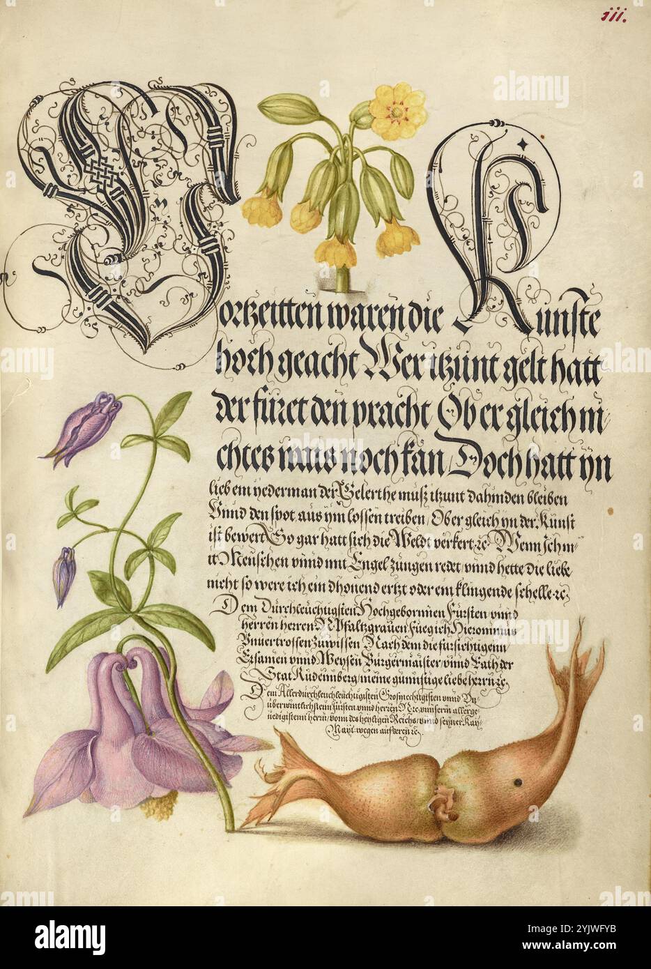 Cowslip, European Columbine e Giant Filbert; mira calligraphiae monumenta, 1561-1562; illuminazione aggiunta 1591-1596. Informazioni aggiuntive: Negli anni '1500, quando la stampa divenne il metodo più comune per produrre libri, gli intellettuali apprezzarono sempre più l'inventiva degli scribi e le qualità estetiche della scrittura. Dal 1561 al 1562, Georg Bocskay, segretario di corte dell'imperatore del Sacro Romano Impero Ferdinando i, creò questo Model Book of Calligraphy per dimostrare la sua padronanza tecnica dell'immensa gamma di stili di scrittura a lui noti. L'imperatore Rodolfo II in seguito incaricò Joris Hoefnagel di illuminare Foto Stock