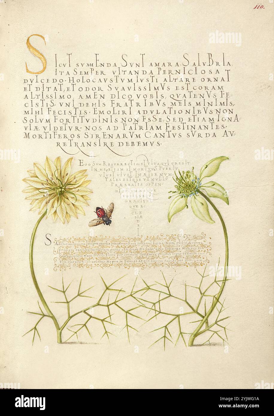 Cumin e insetto neri; mira calligraphiae monumenta, 1561-1562; illuminazione aggiunta 1591-1596. Informazioni aggiuntive: Negli anni '1500, quando la stampa divenne il metodo più comune per produrre libri, gli intellettuali apprezzarono sempre più l'inventiva degli scribi e le qualità estetiche della scrittura. Dal 1561 al 1562, Georg Bocskay, segretario di corte dell'imperatore del Sacro Romano Impero Ferdinando i, creò questo Model Book of Calligraphy per dimostrare la sua padronanza tecnica dell'immensa gamma di stili di scrittura a lui noti. L'imperatore Rodolfo II in seguito commissionò a Joris Hoefnagel di illuminare il libro modello di Bocskay. Foto Stock