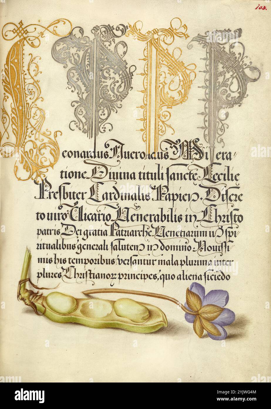 Broad Bean and Liverleaf; mira calligraphiae monumenta, 1561-1562; illuminazione aggiunta 1591-1596. Informazioni aggiuntive: Negli anni '1500, quando la stampa divenne il metodo più comune per produrre libri, gli intellettuali apprezzarono sempre più l'inventiva degli scribi e le qualità estetiche della scrittura. Dal 1561 al 1562, Georg Bocskay, segretario di corte dell'imperatore del Sacro Romano Impero Ferdinando i, creò questo Model Book of Calligraphy per dimostrare la sua padronanza tecnica dell'immensa gamma di stili di scrittura a lui noti. L'imperatore Rodolfo II in seguito commissionò a Joris Hoefnagel di illuminare il libro modello di Bocskay. Foto Stock
