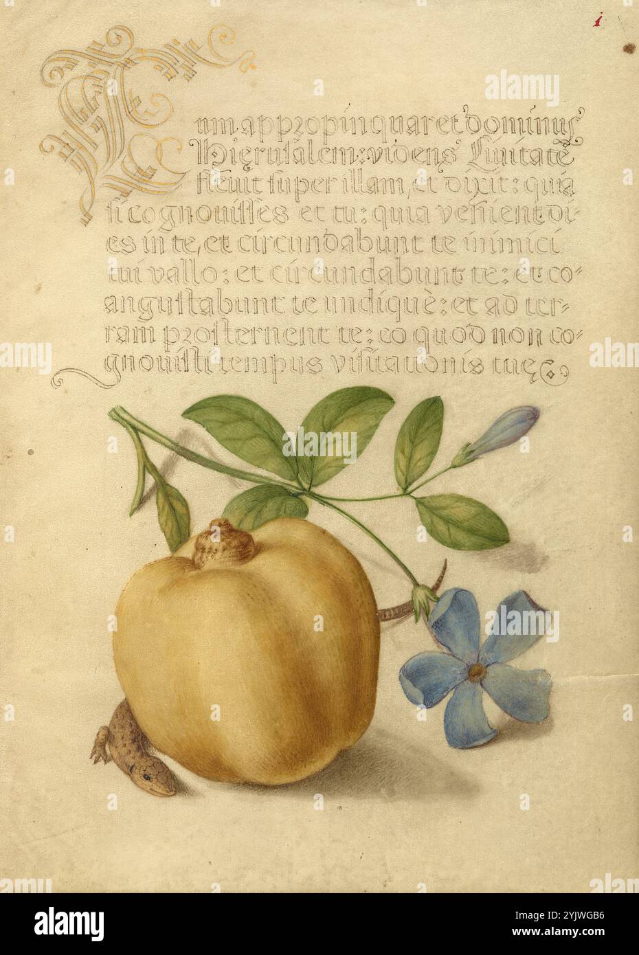 Periwinkle, Apple e Lizard; mira calligraphiae monumenta, 1561-1562; illuminazione aggiunta 1591-1596. Informazioni aggiuntive: Negli anni '1500, quando la stampa divenne il metodo più comune per produrre libri, gli intellettuali apprezzarono sempre più l'inventiva degli scribi e le qualità estetiche della scrittura. Dal 1561 al 1562, Georg Bocskay, segretario di corte dell'imperatore del Sacro Romano Impero Ferdinando i, creò questo Model Book of Calligraphy per dimostrare la sua padronanza tecnica dell'immensa gamma di stili di scrittura a lui noti. L'imperatore Rodolfo II commissionò a Joris Hoefnagel di illuminare il modello di Bocskay Foto Stock