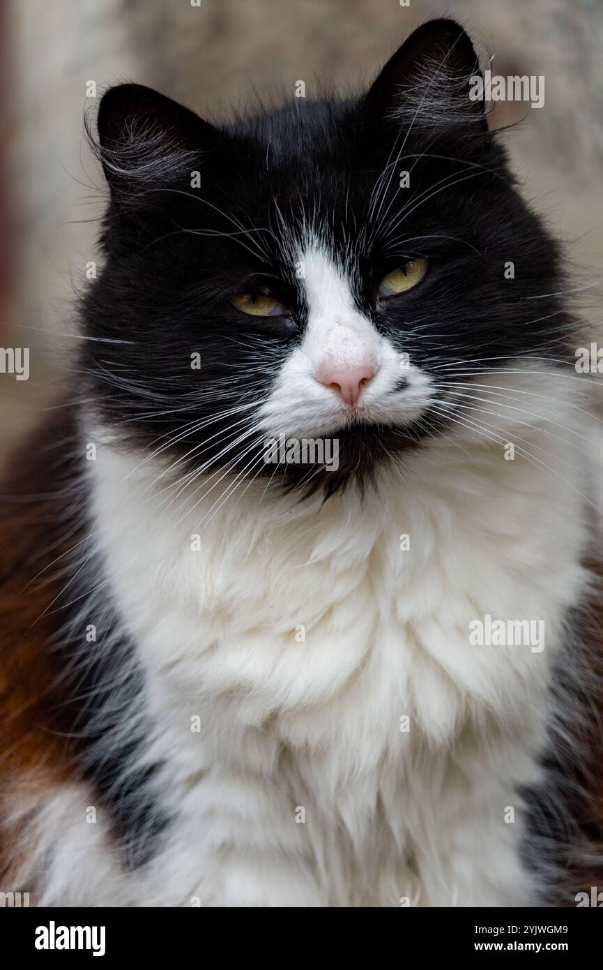 Ritratto ravvicinato di un gatto serio in bianco e nero. Foto Stock