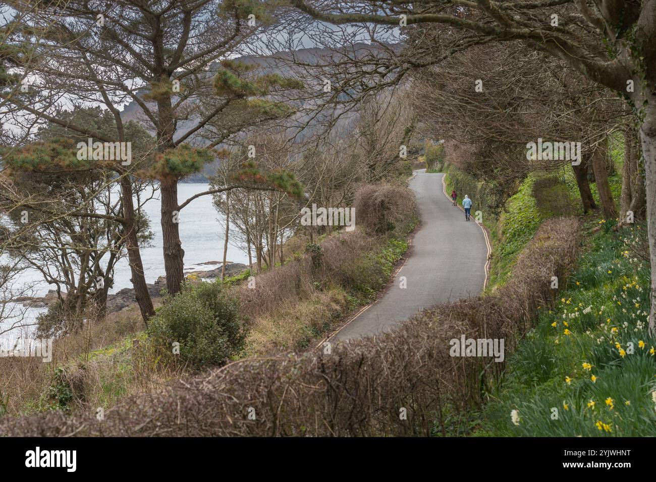 Vista lungo Cliff Road verso North Sands, con persone che camminano in lontananza e narcisi che fioriscono in primo piano per indicare l'inizio della primavera Foto Stock