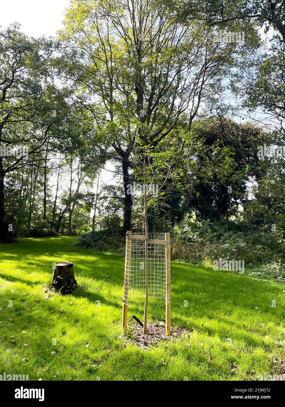 Un giovane albero fissato con recinzioni protettive si trova in una radura della foresta illuminata dal sole. La scena cattura l'essenza della crescita e dei conservatori ambientali Foto Stock