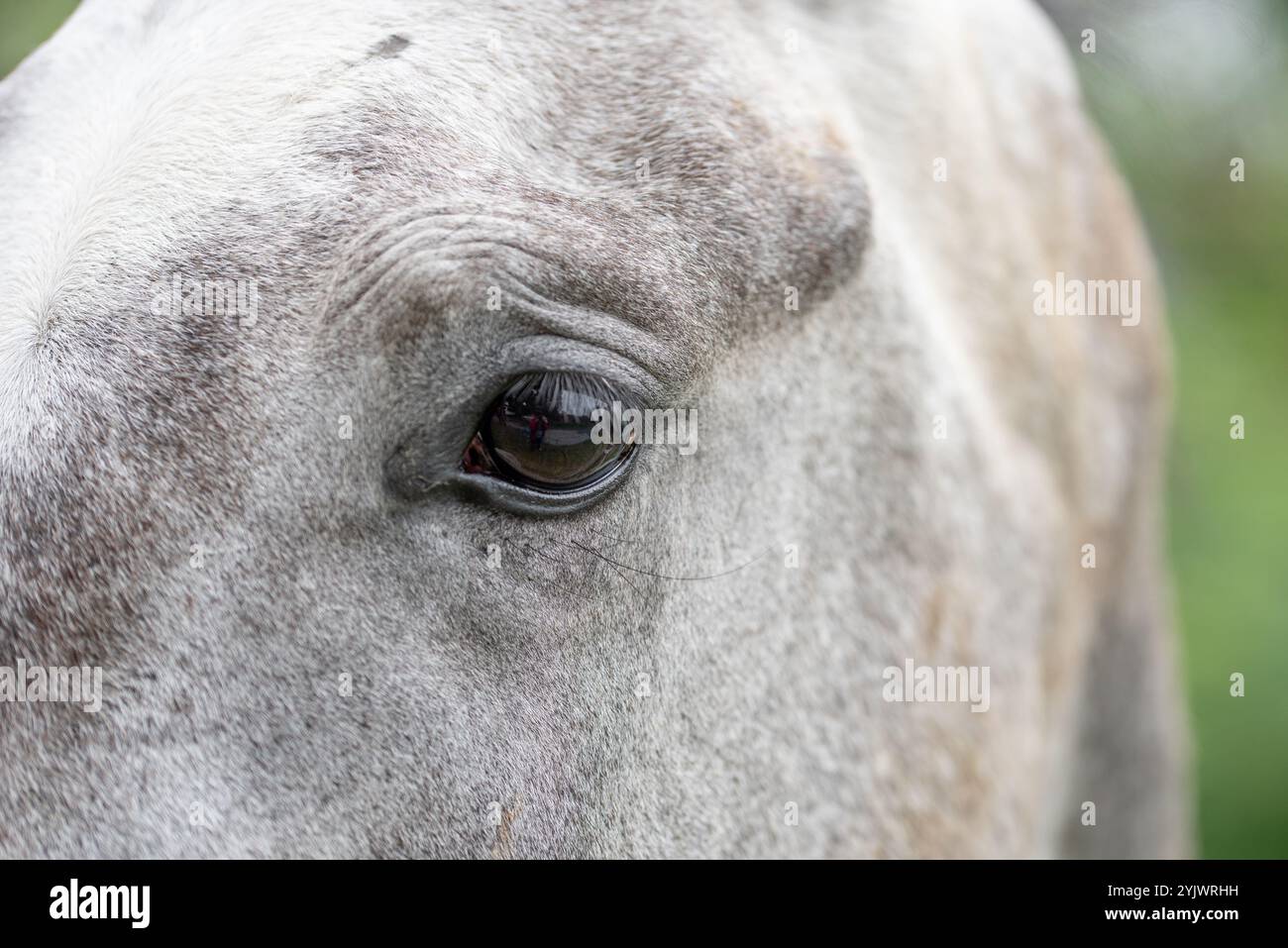 Dettaglio di una testa di un cavallo pallido e bianco pallido. Occhio di cavallo. Foto Stock