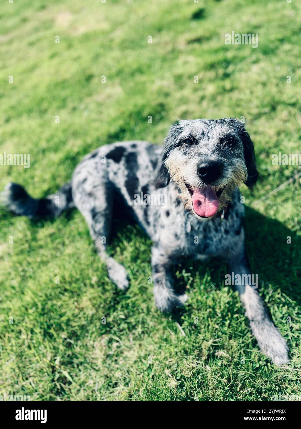 amo i cani Foto Stock