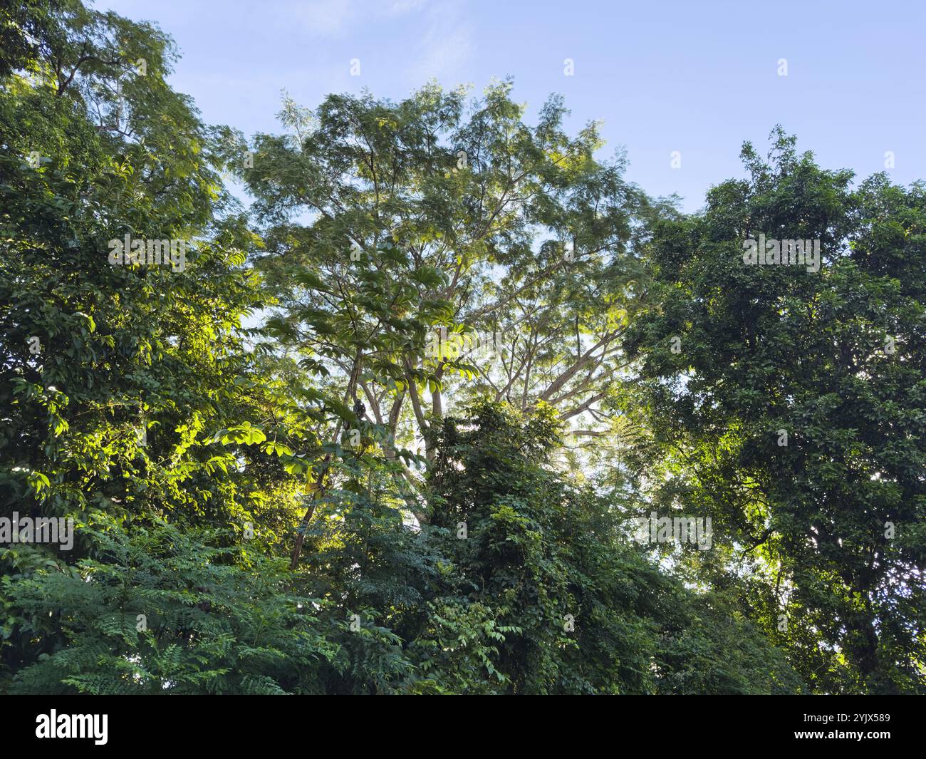 La luce del sole soffusa illumina le foglie vibranti di alberi alti in un tranquillo ambiente verde della foresta. Foto Stock