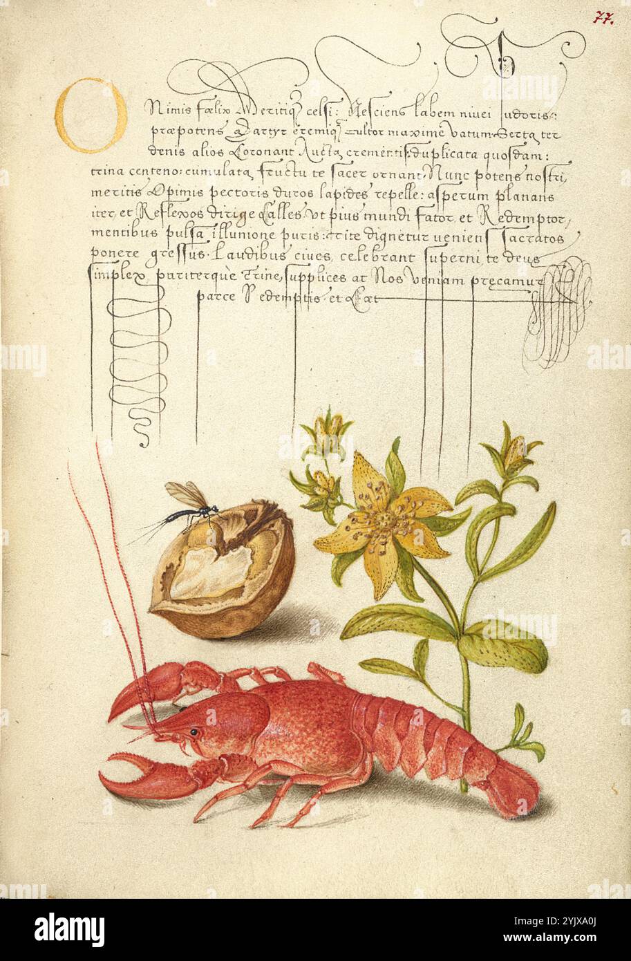 Insetto, noce inglese, erba di San Giovanni e gamberi; mira calligraphiae monumenta, 1561-1562; Illumination aggiunse 1591-1596.informazioni aggiuntive: negli anni '1500, quando la stampa divenne il metodo più comune per produrre libri, gli intellettuali apprezzarono sempre più l'inventiva degli scribi e le qualità estetiche della scrittura. Dal 1561 al 1562, Georg Bocskay, segretario di corte croato dell'imperatore Ferdinando i, creò questo modello di libro di calligrafia a Vienna per dimostrare la sua padronanza tecnica dell'immensa gamma di stili di scrittura a lui noti. Circa trent'anni dopo, Emper Foto Stock