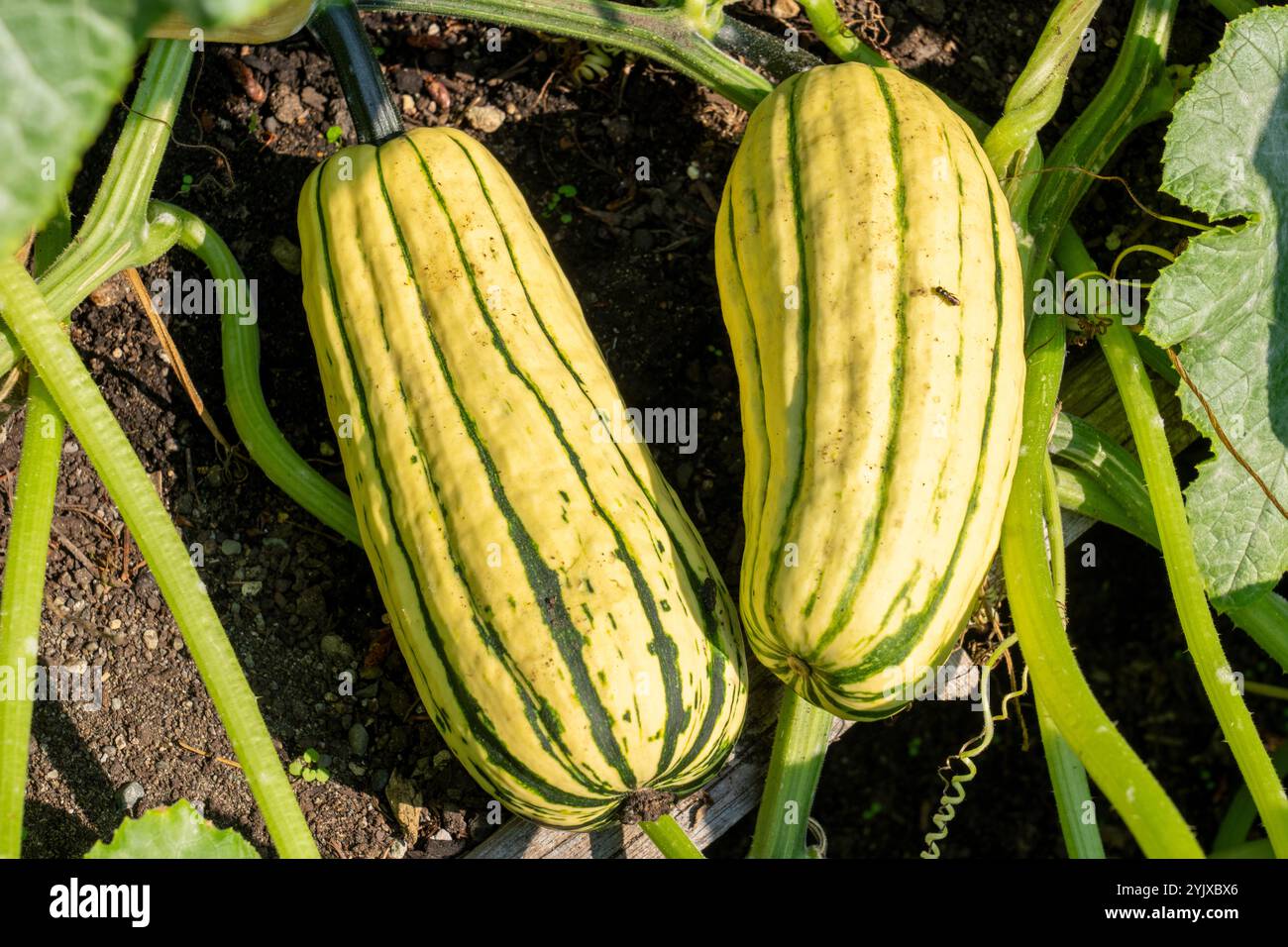Issaquah, Washington, Stati Uniti. Zucca matura delicata che cresce sulla vite. Foto Stock