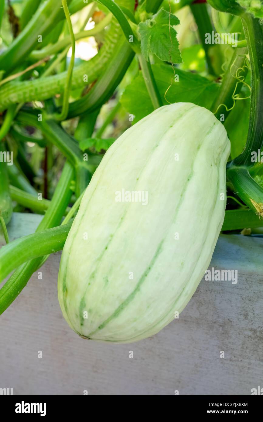 Issaquah, Washington, Stati Uniti. Delicata squash cresce sulla vite in un giardino rialzato Foto Stock