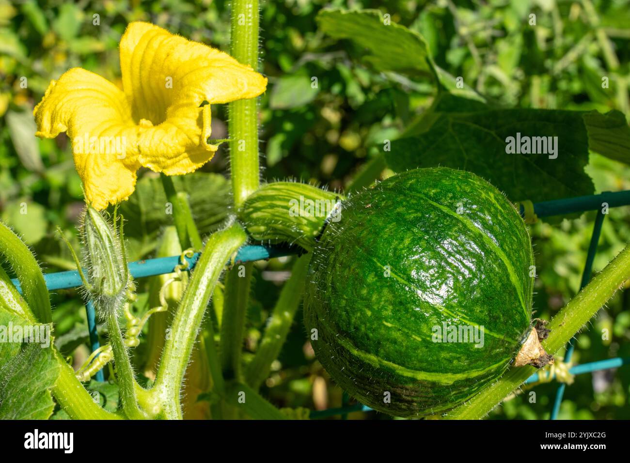 Issaquah, Washington, Stati Uniti. Dolce mamma squash e fiori. E' un tipo di kabocha squash. Foto Stock