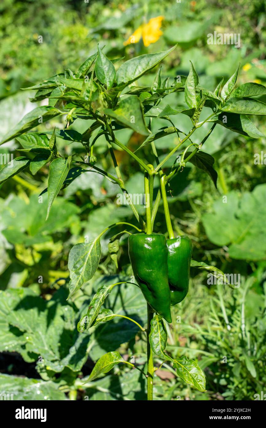 Issaquah, Washington, Stati Uniti. Peperoncino Anaheim sulla vite Foto Stock