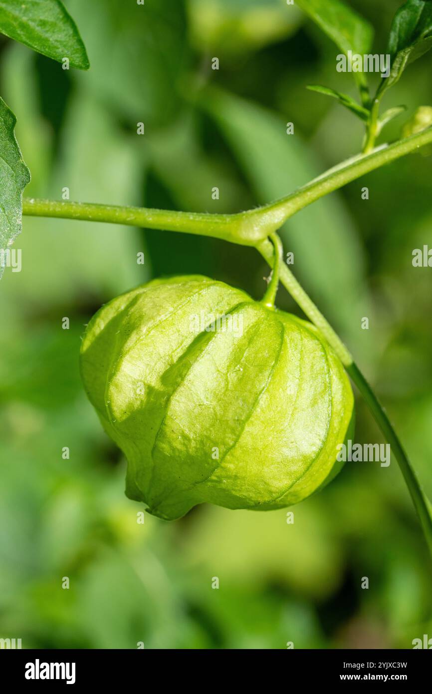 Issaquah, Washington, Stati Uniti. Primo piano di un tomatillo quasi pronto per la raccolta Foto Stock