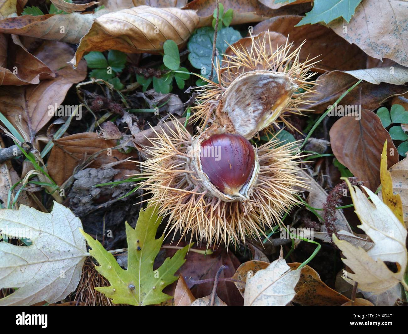 La castagna dolce (Castanea sativa), nota anche come castagna spagnola o semplicemente castagna, cupula spinosa contenente noce brunastro Foto Stock