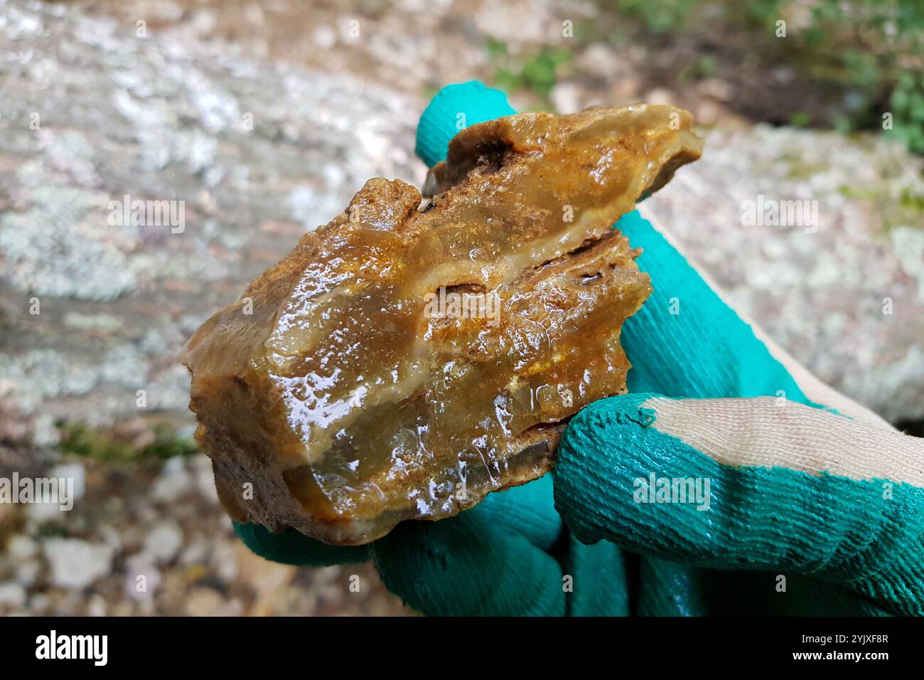 Campione bagnato di calcedonia in mano, ricerca di pietre e minerali, deposito Russia Foto Stock