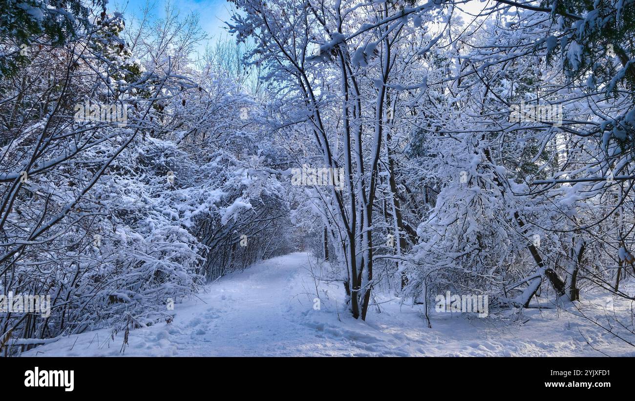 paesaggio di una strada con molta neve nel mezzo della foresta. sfondo del desktop, visualizzazione orizzontale 16:9. Foto Stock