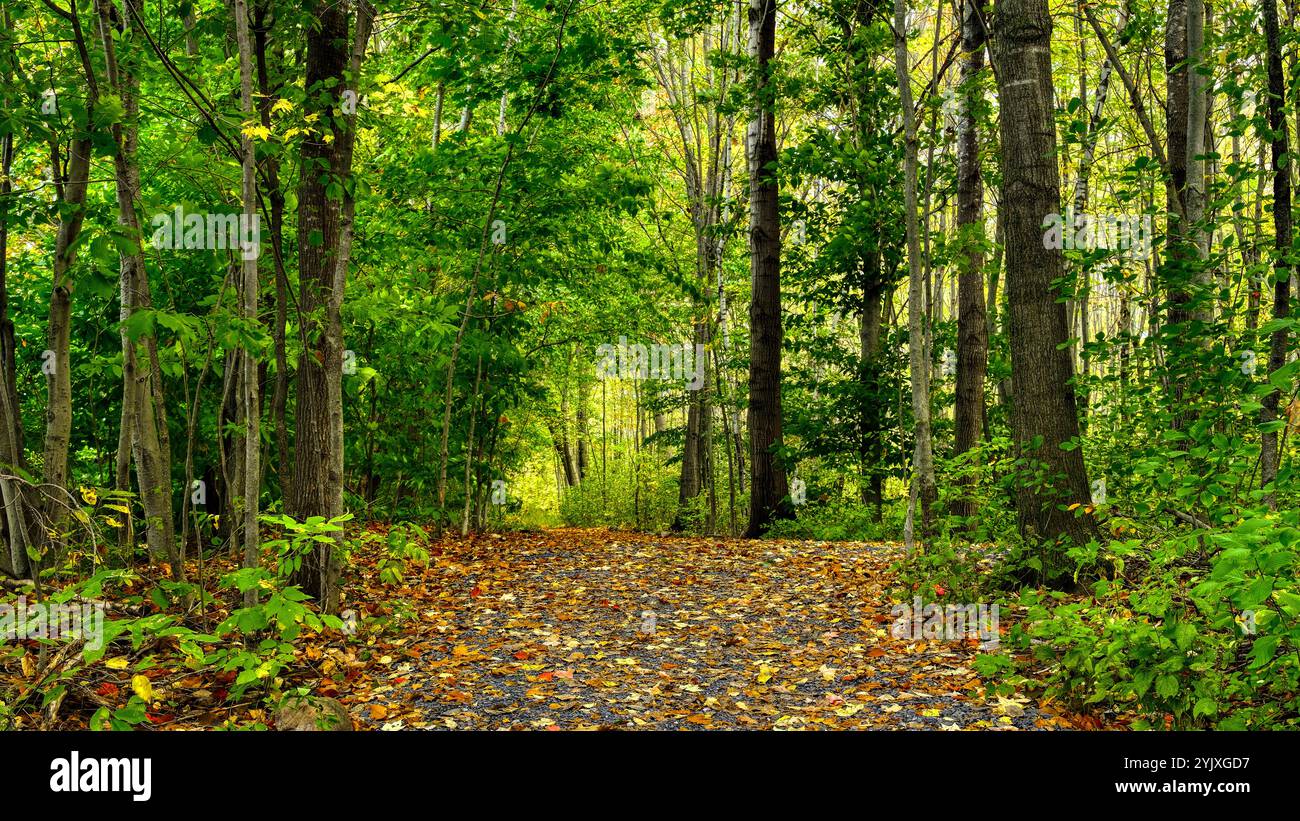 Una foto ravvicinata di un sentiero nel mezzo di una foresta in autunno. sfondo del desktop, visualizzazione orizzontale 16:9. immagine 16:9, sfondo 16:9, rapporto 16:9. Foto Stock