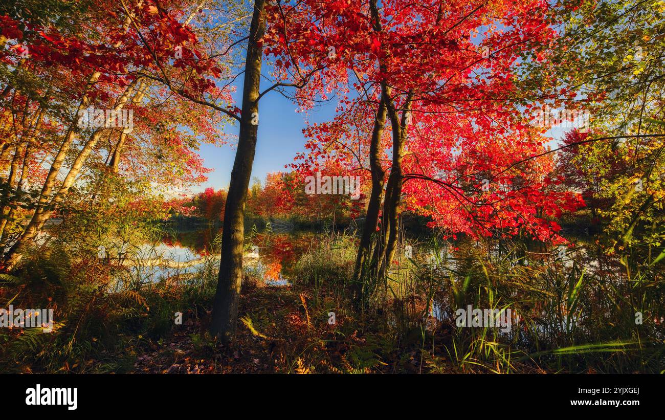 splendido paesaggio forestale in autunno. sfondo del desktop, visualizzazione orizzontale 16:9. immagine 16:9, sfondo 16:9, rapporto 16:9. Foto Stock