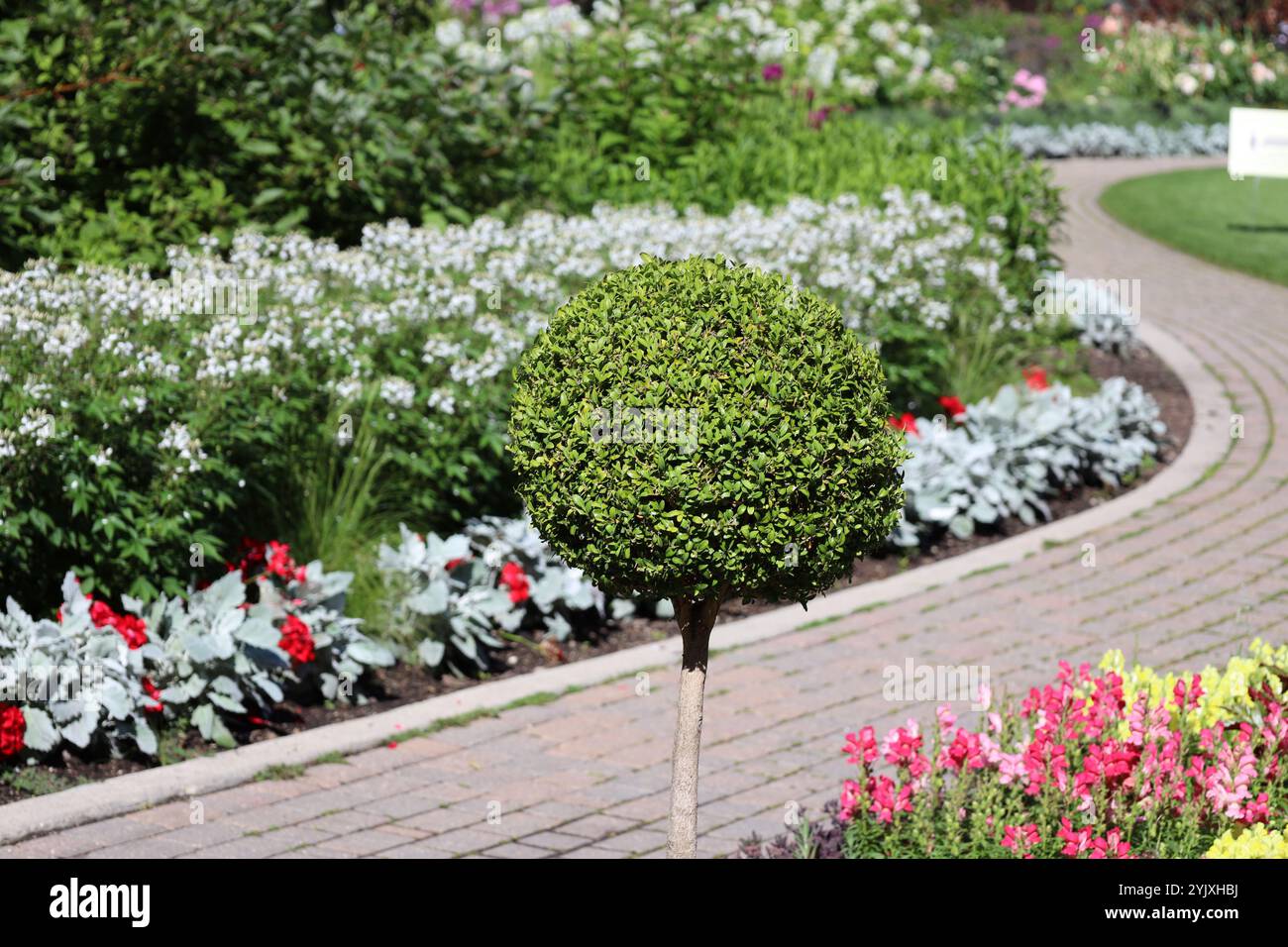 albero scolpito accanto al passaggio pedonale pavimentato in un giardino formale paesaggistico Foto Stock