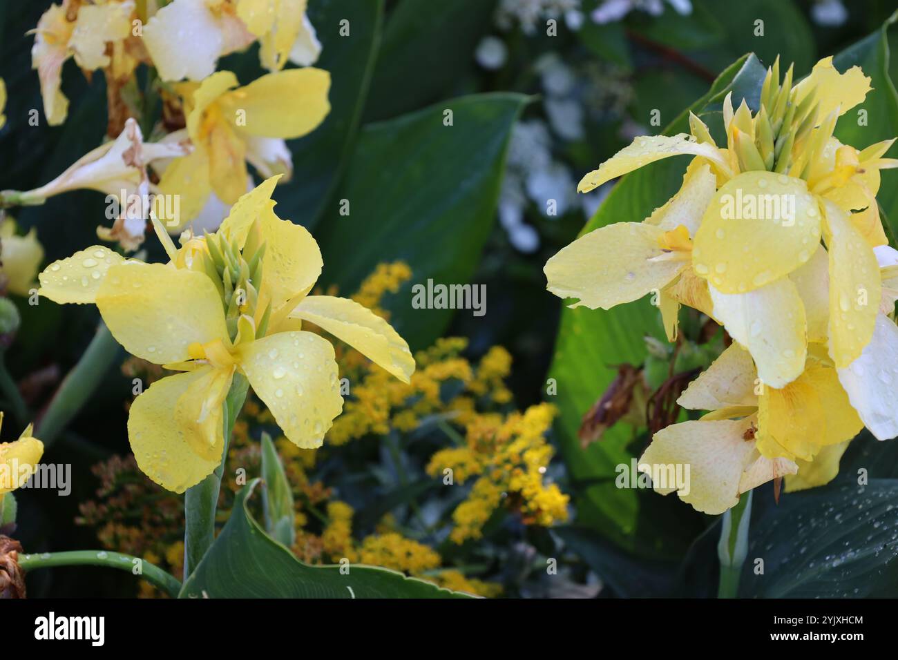 fiori gialli bianchi con grandi petali e gocce di pioggia Foto Stock