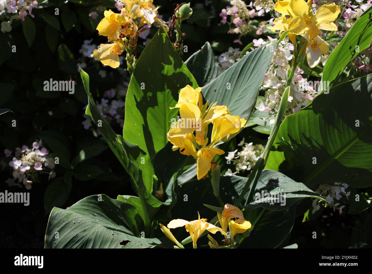 il giallo fiorisce su grandi foglie di verde scuro Foto Stock