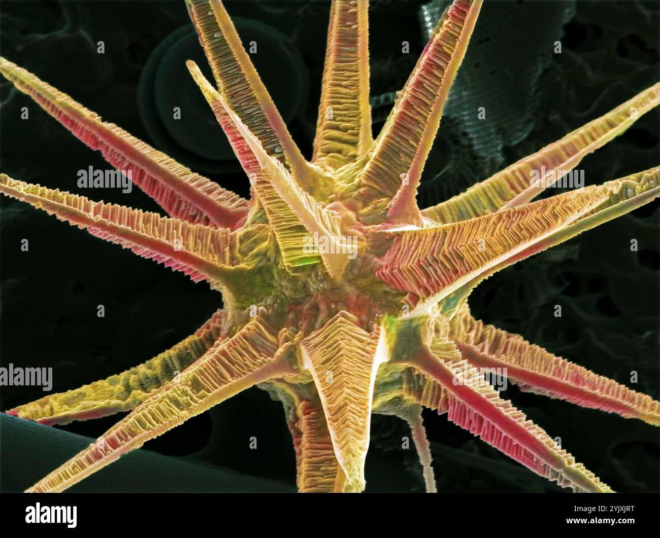 Spezzetta di spugna. Micrografia elettronica a scansione colorata (SEM) di una spezzetta da una spugna. Le spugne sono organismi acquatici primitivi che filtrano il cibo dall'acqua. Si tratta di un'aggregazione sciolta di cellule supportate da spicuole e aghi composti da silice. Ingrandimento: X 200 se stampato a una larghezza di 10 centimetri. Foto Stock