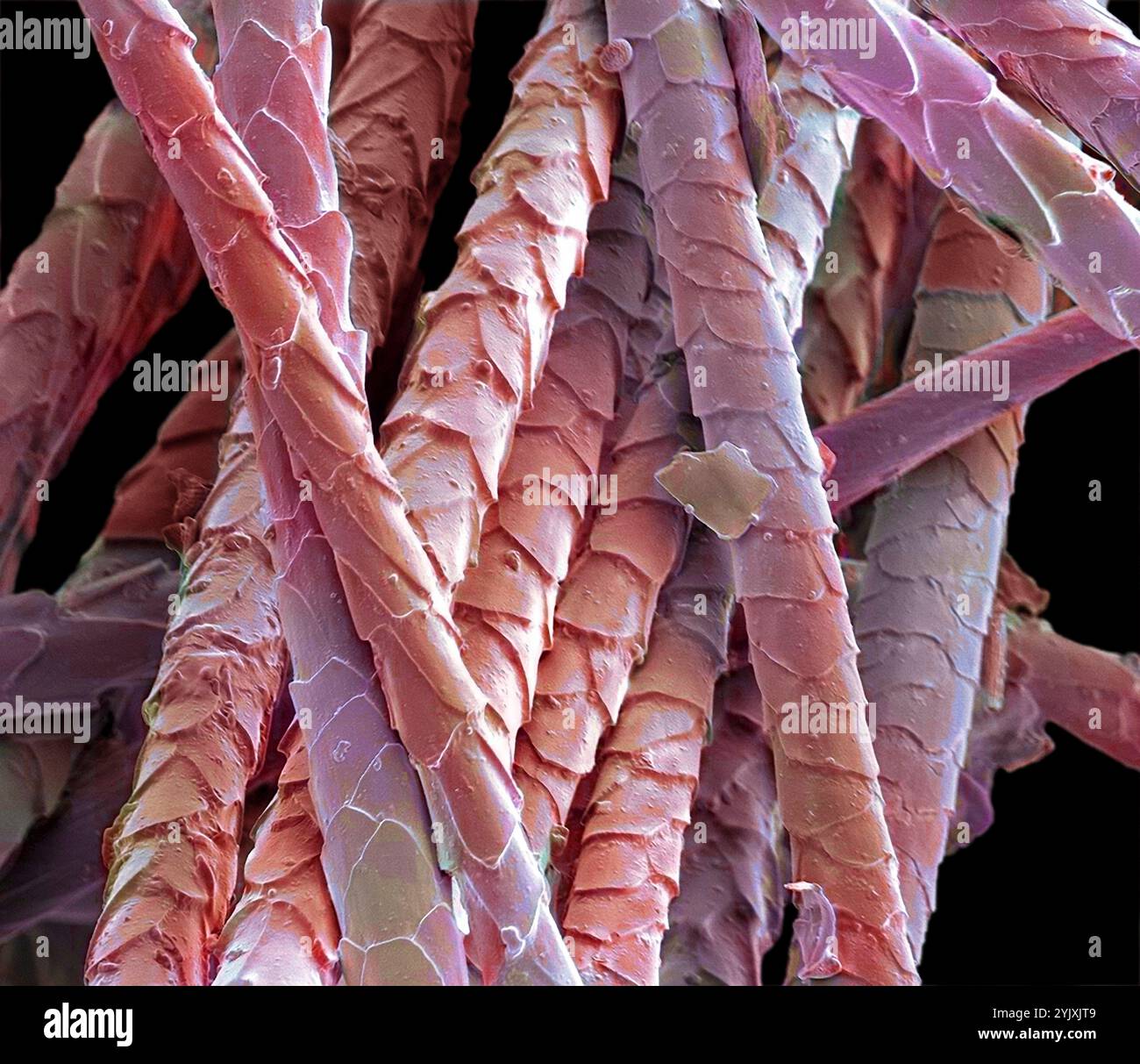 Capelli di gatto, micrografia elettronica a scansione colorata (SEM). La parte esterna dei capelli, la cuticola, è coperta da scale sovrapposte di cellule morte contenenti la proteina cheratina. Trovato esclusivamente nei mammiferi, i capelli sono una delle loro caratteristiche distintive. Questo pelo proviene dalla razza British Blue (British Shorthair) del gatto domestico (Felis silvestris catus). I capelli dei gatti servono come isolamento e possono essere sollevati quando minacciati per dare un aspetto di dimensioni maggiori. I peli di gatto sono una causa comune di allergie nell'uomo. Ingrandimento: X265 quando stampato largo 10 centimetri. Foto Stock