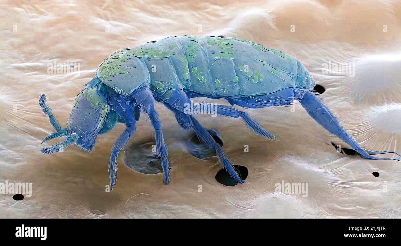 Aeroporto di Springtail. Micrografia elettronica a scansione colorata (SEM) di una springtail (ordinare Collembola). Il nome "springtail" si riferisce all'appendice specializzata del salto (furcula) alla fine dell'addome. Ciò consente alla springtail di saltare su distanze relativamente lunghe. Gli Springtail sono rimasti anatomicamente invariati per milioni di anni, e sono considerati fossili viventi. Sono senza ali. Le antenne sono i principali organi di senso, in quanto i loro occhi sono piccoli e poco sviluppati. Le Springtail vivono principalmente in lettiere e si nutrono di materia in decomposizione. Ingrandimento: x27 con stampa alta 10 centimetri. Foto Stock