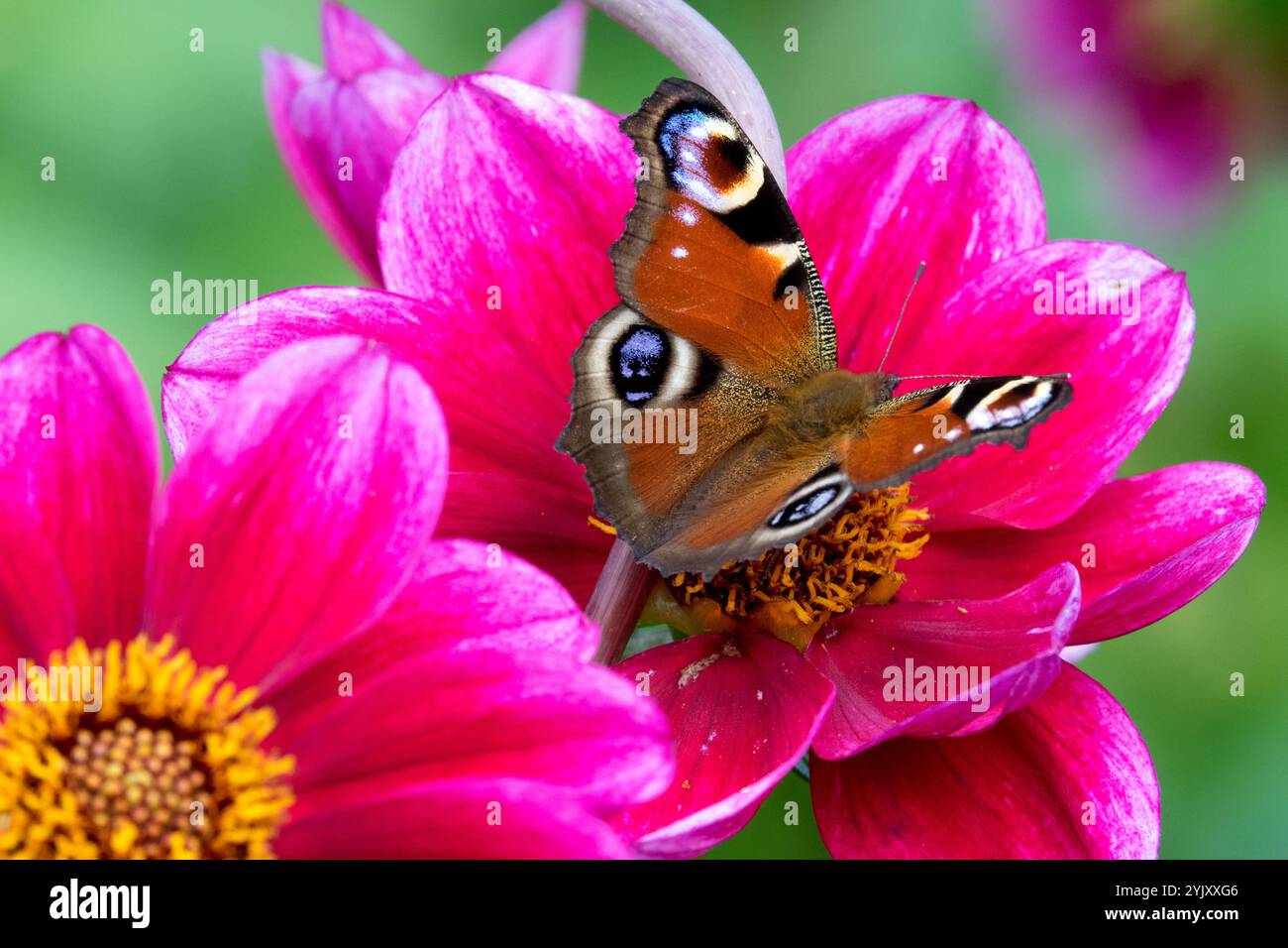 Farfalla colorata su fiore Dahlia Peacock Butterfly Inachis io nell'autunno di settembre Aglais io Foto Stock