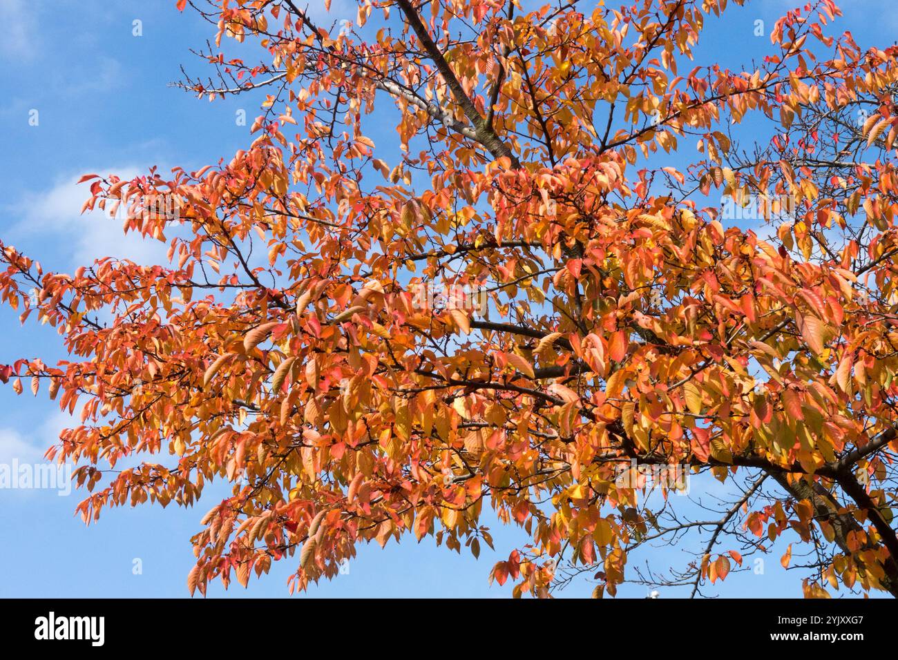 Sargent Cherry Autumn Prunus sargentii Foto Stock