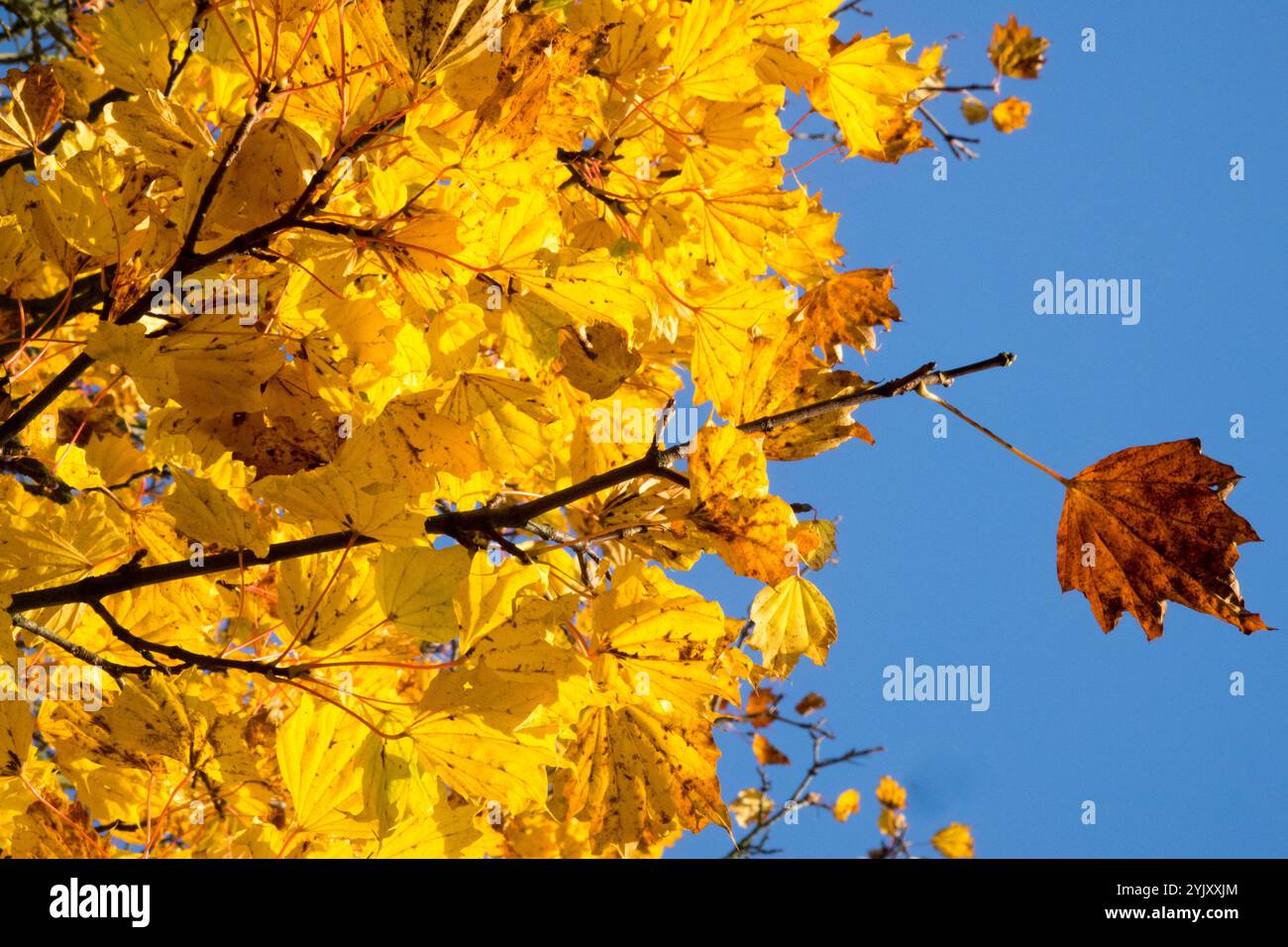 Foglie gialle che cadono sui rami dell'acero, giorno autunnale di sole in ottobre Foto Stock