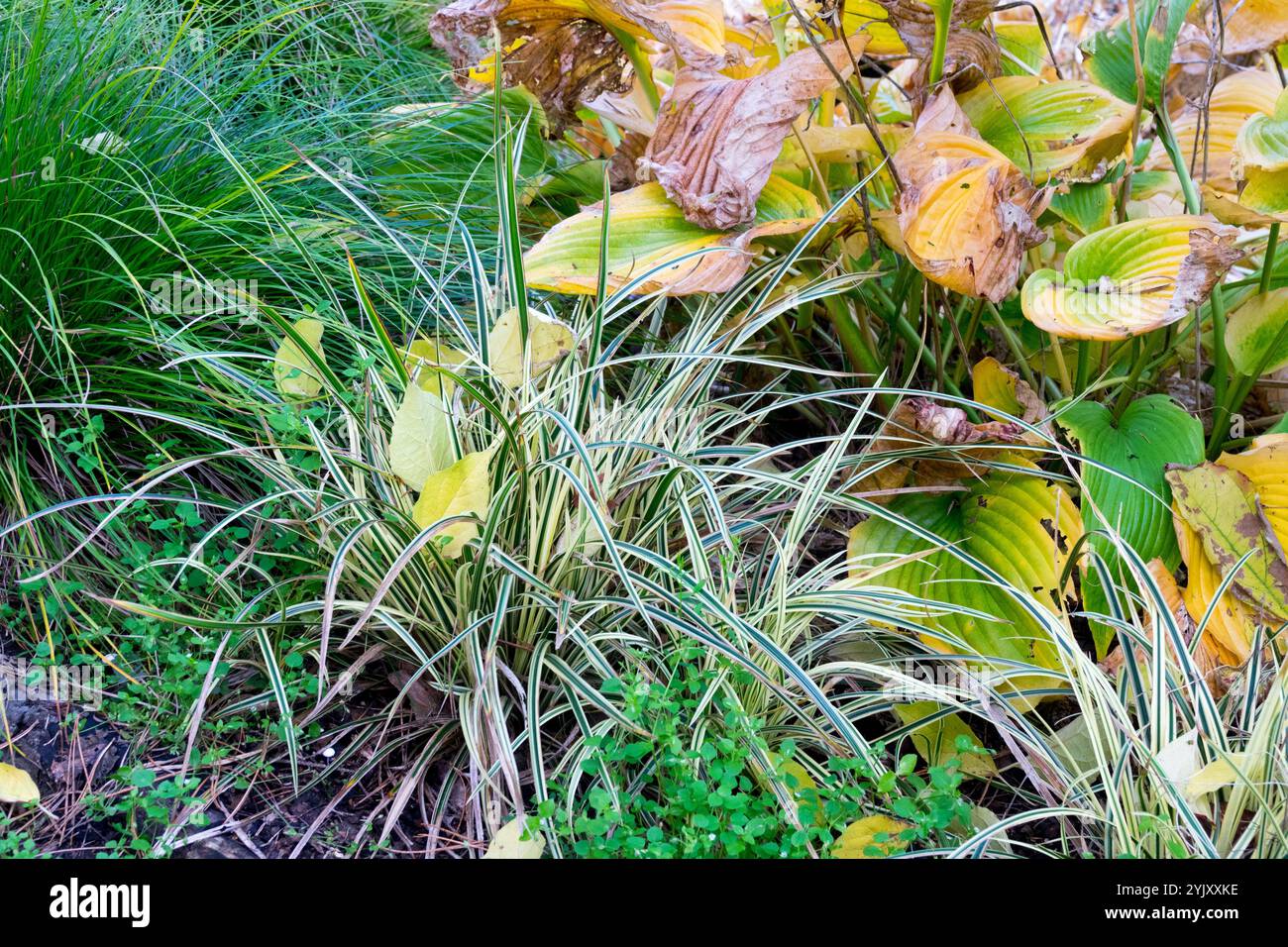 Carex morrowii "Vanilla Ice" Carex Sedge Modern Grass Foto Stock