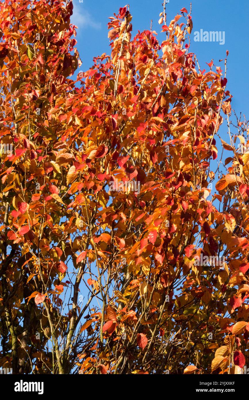 Sargent Cherry Foliage Prunus sargentii "Fastigiata" Prunus autunno Foto Stock