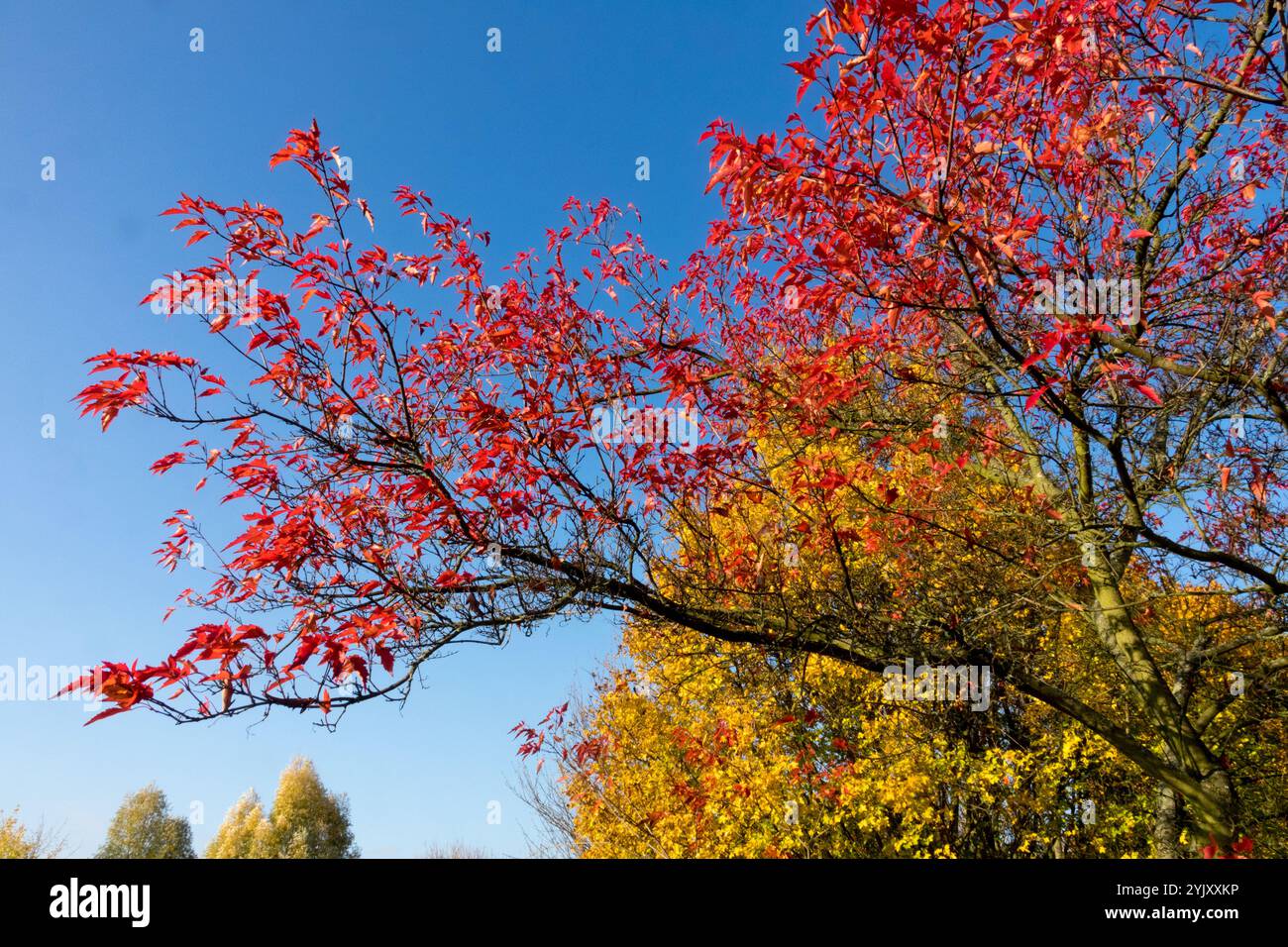 Acer ginnala "Laciniata" Amur Maple Autumn Tatarian Maple Tree o Siberian Maple Leaves diventano rosse Foto Stock