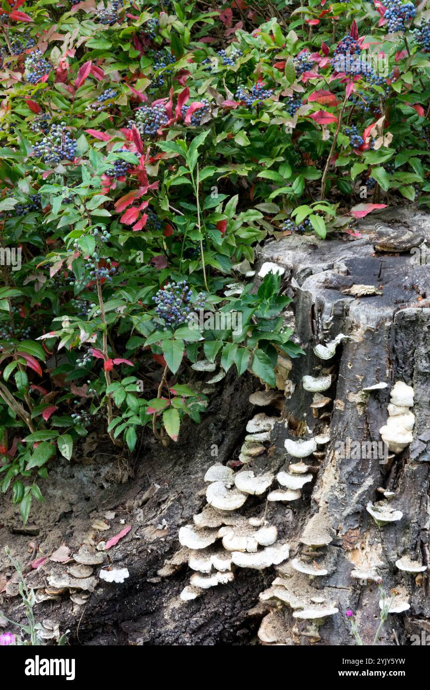 Scaffale di funghi Bracket che cresce su sfondo Old Stump Mahonia aquifolium Foto Stock