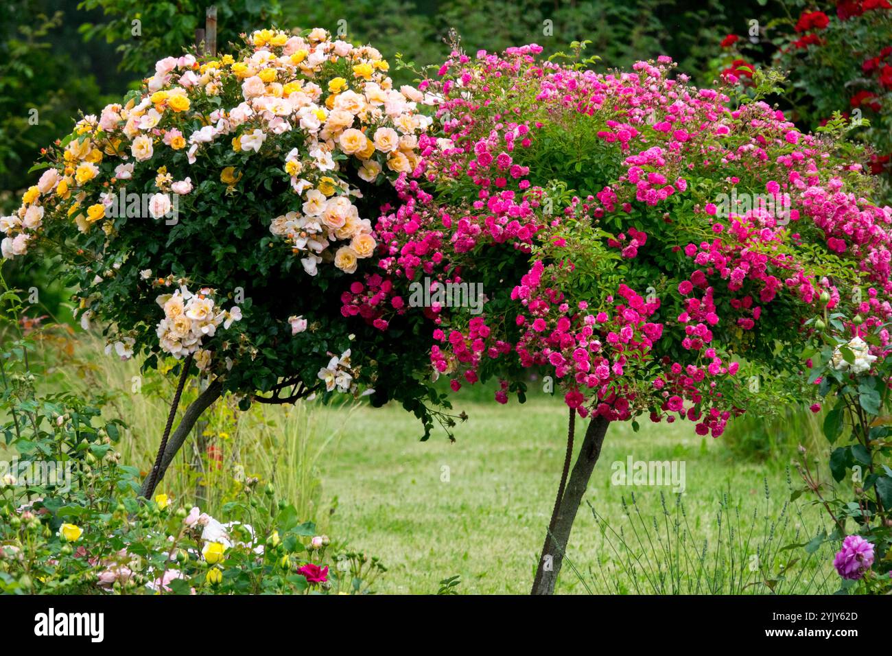 Rose standard nel giardino Foto Stock