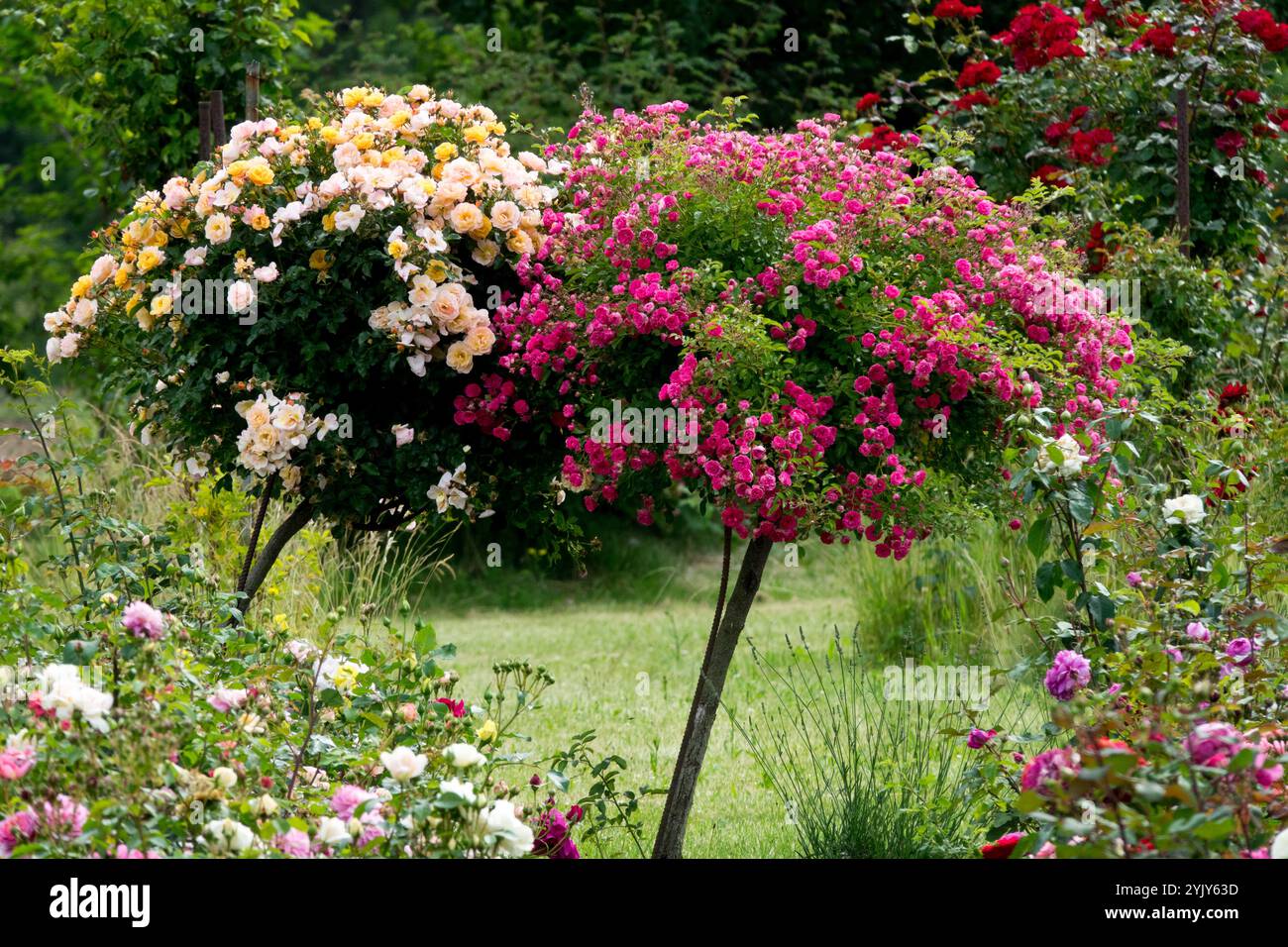 Colorate rose Standard con steli da giardino Foto Stock