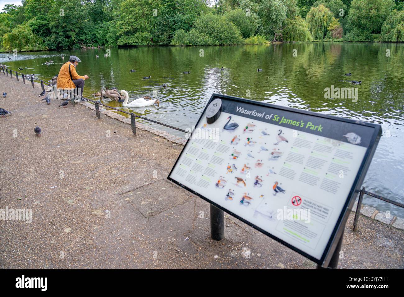 Ragazzo rilassato che dà da mangiare alle anatre e ai cigni nel St James Park nel centro di Londra. Regno Unito. Foto Stock