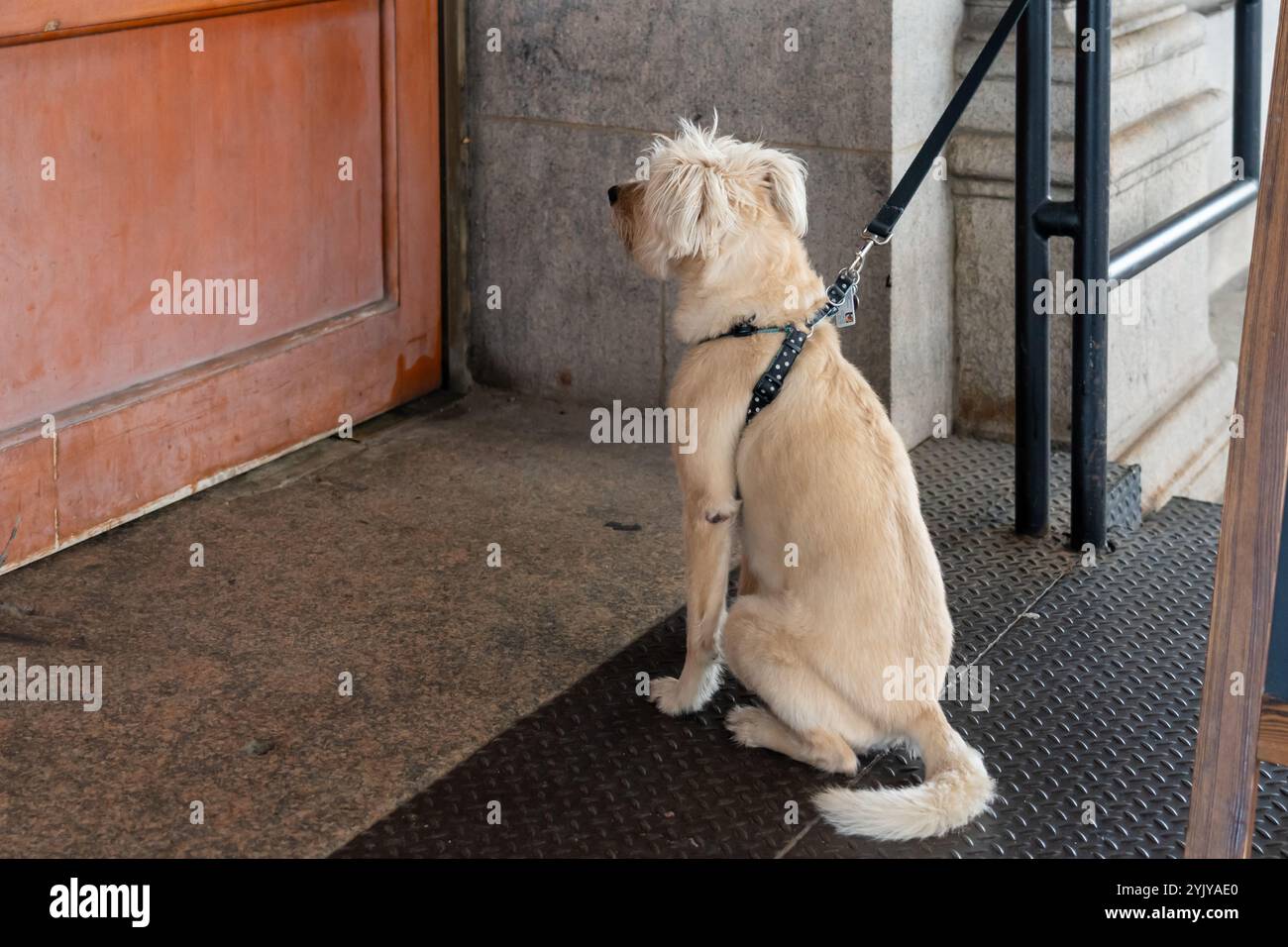 Un cane con un guinzaglio seduto pazientemente davanti alla porta fuori da un bar in una città in attesa che il suo proprietario ritorni. Foto Stock